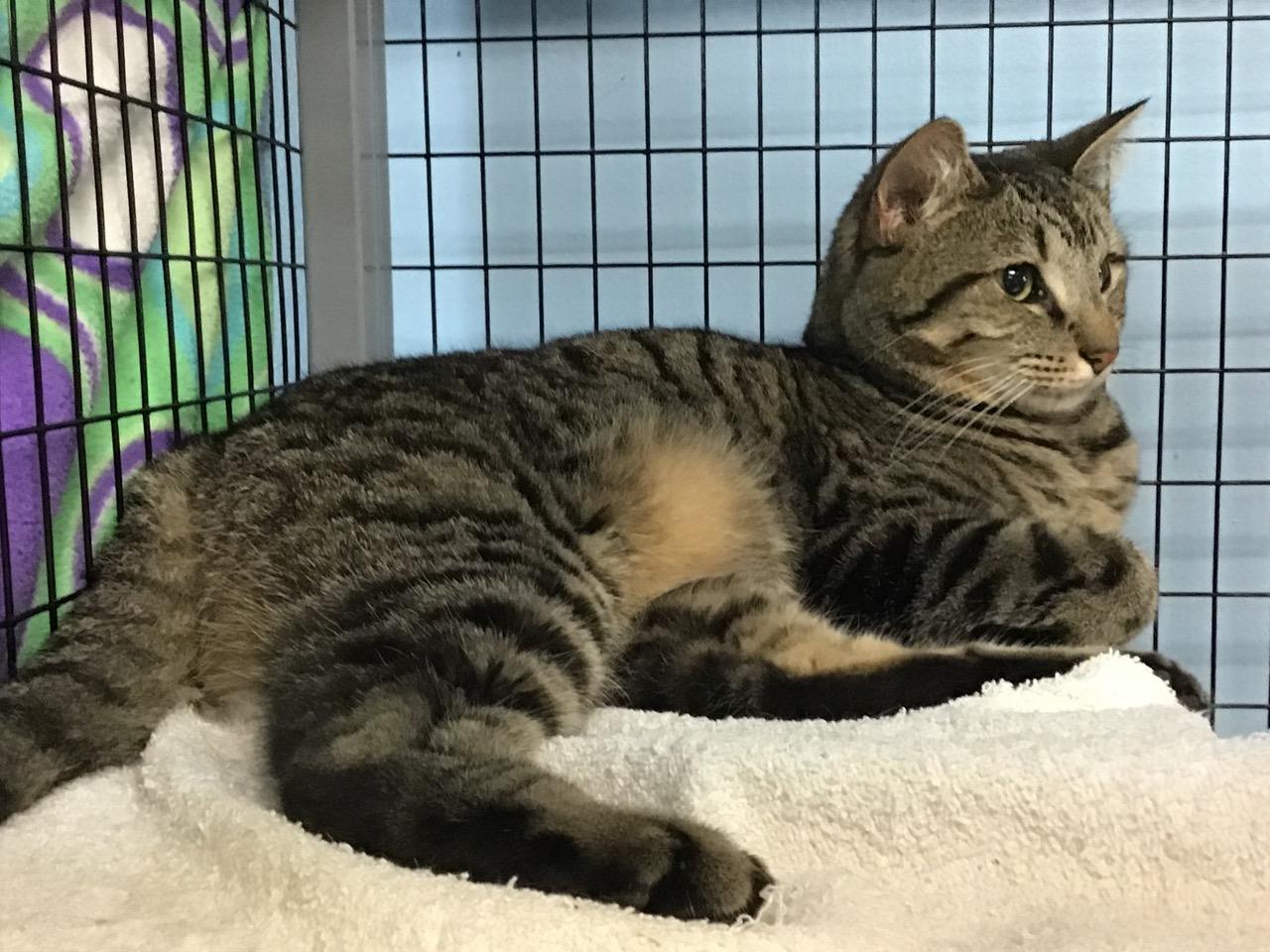 Ester, Adoptable, Adult Female Domestic Short Hair.