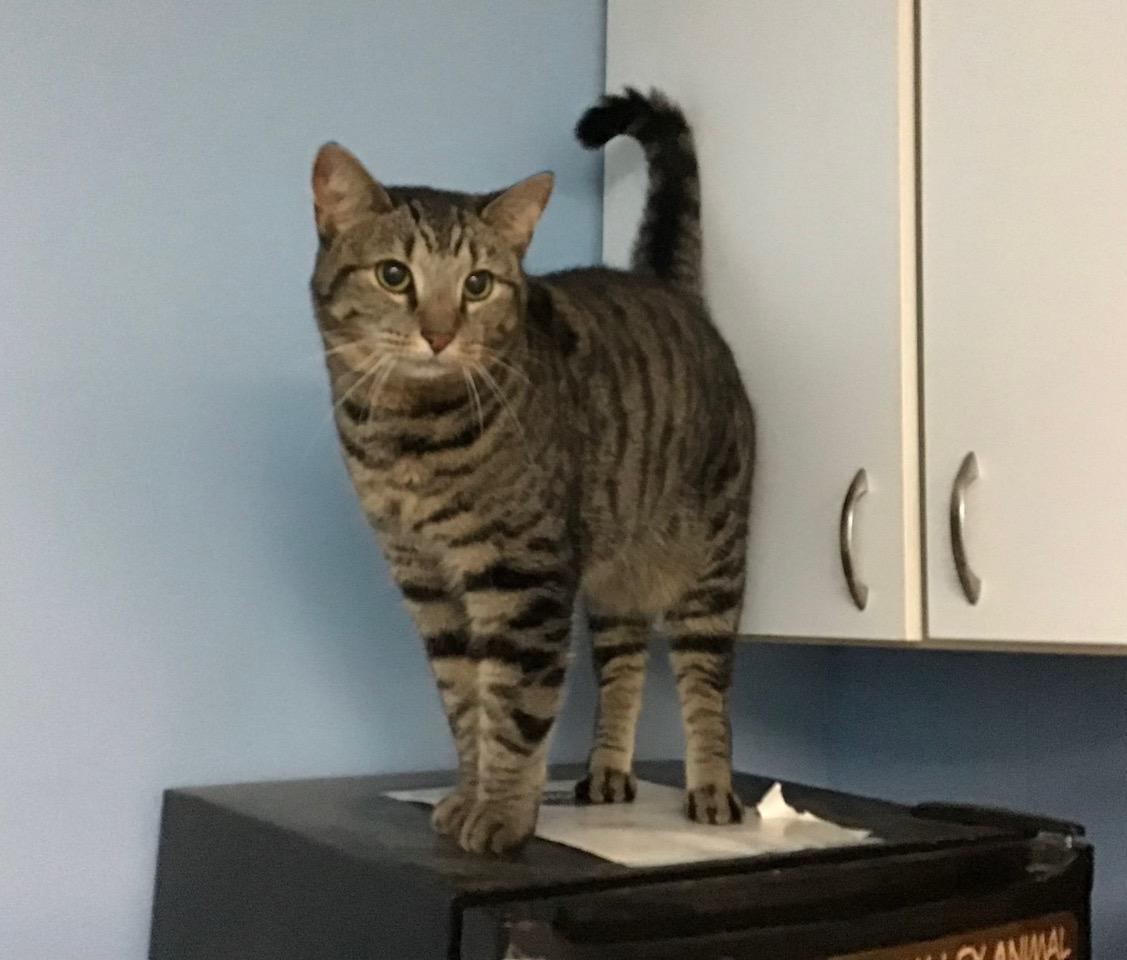Enlarge Ester, a Adoptable Domestic Short Hair in Charlestown, NH image 3/5