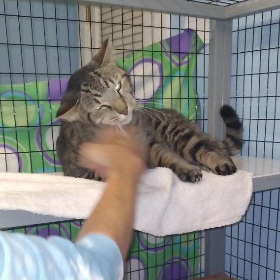 Enlarge Ester, a Adoptable Domestic Short Hair in Charlestown, NH image 4/5