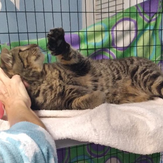 Enlarge Ester, a Adoptable Domestic Short Hair in Charlestown, NH image 2/5