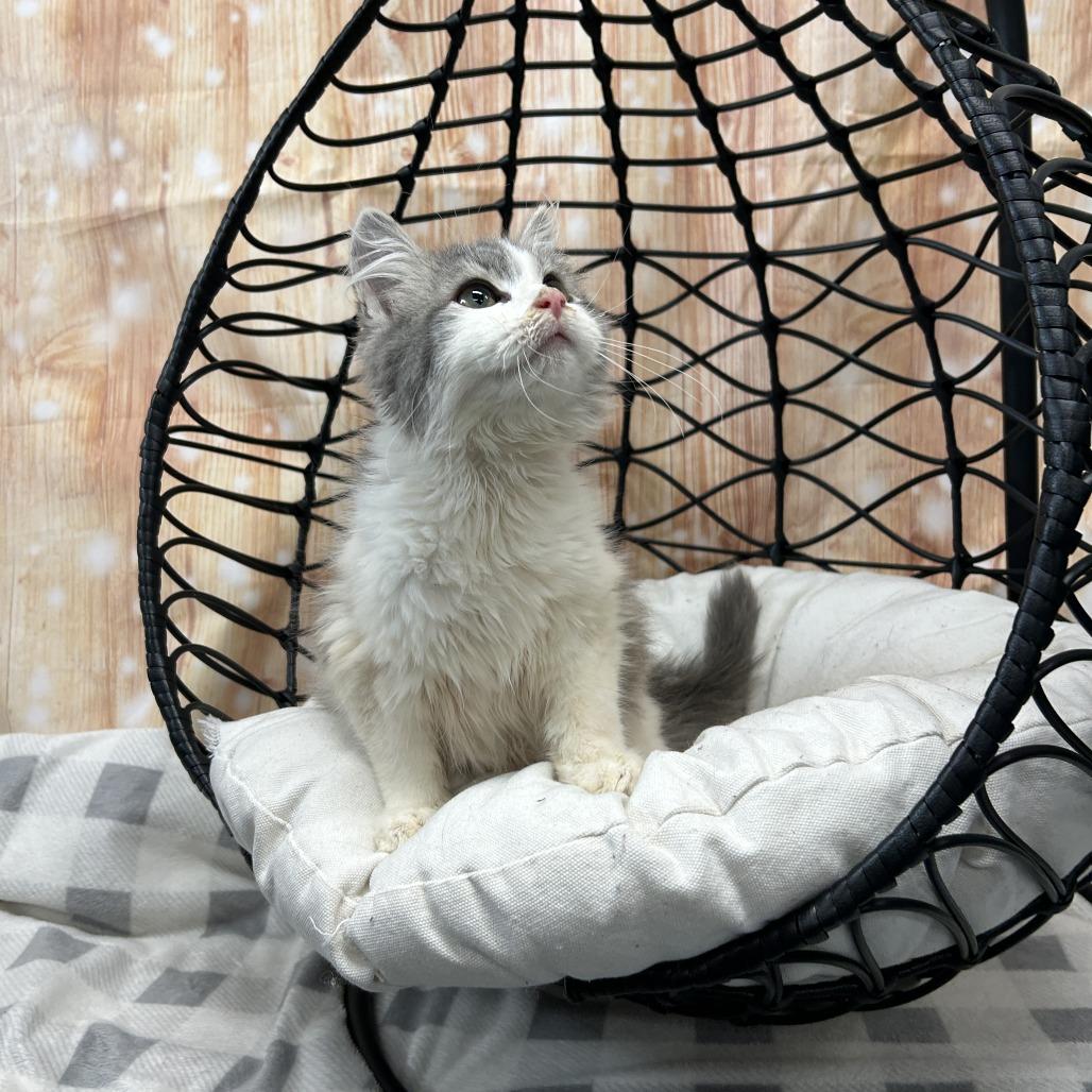 Jim, Adoptable, Kitten Male Domestic Long Hair.