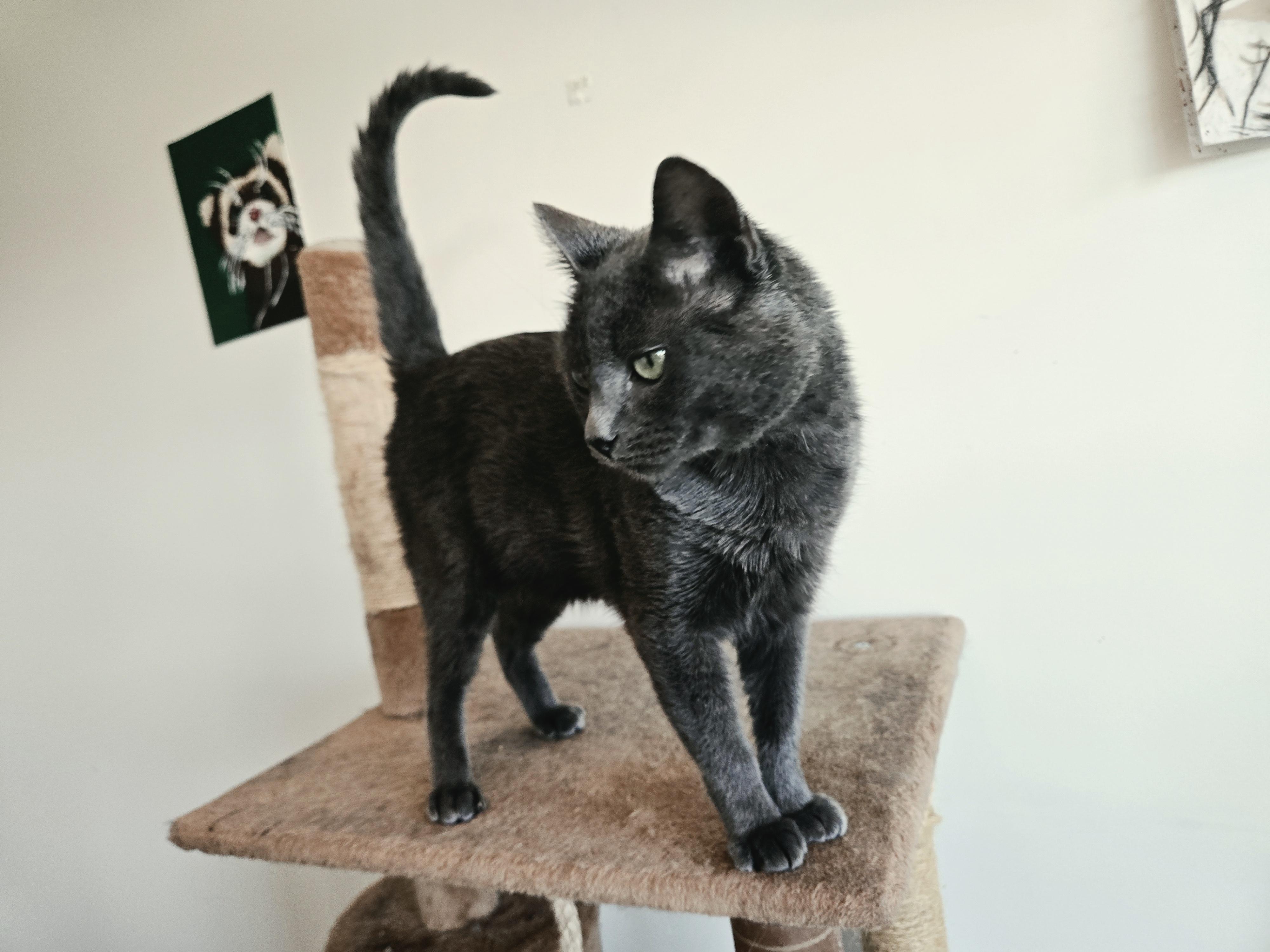 Enlarge Bender, a Adopted Domestic Short Hair in Calgary, AB image 5/5