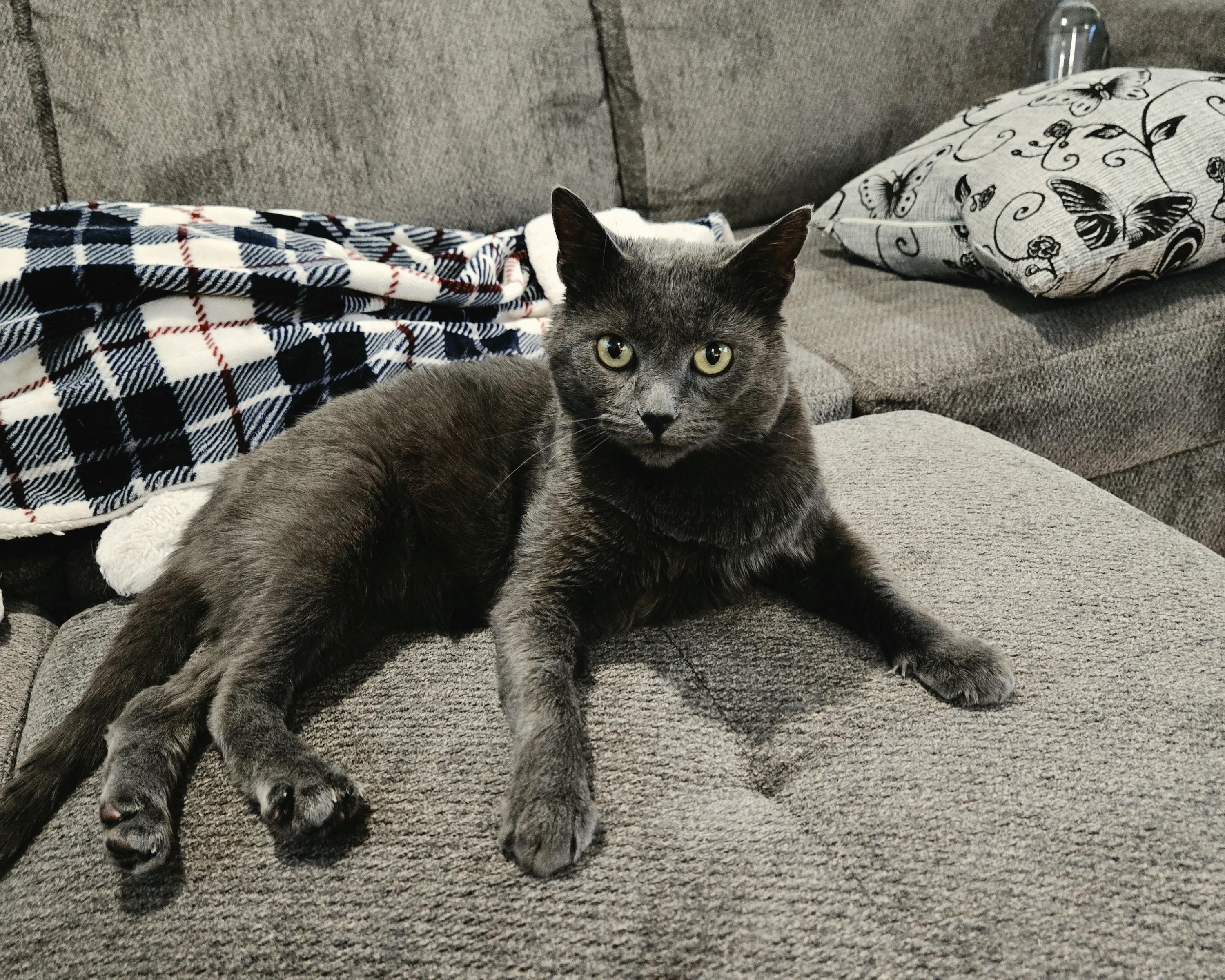 Bender, Adopted, Adult Male Domestic Short Hair.