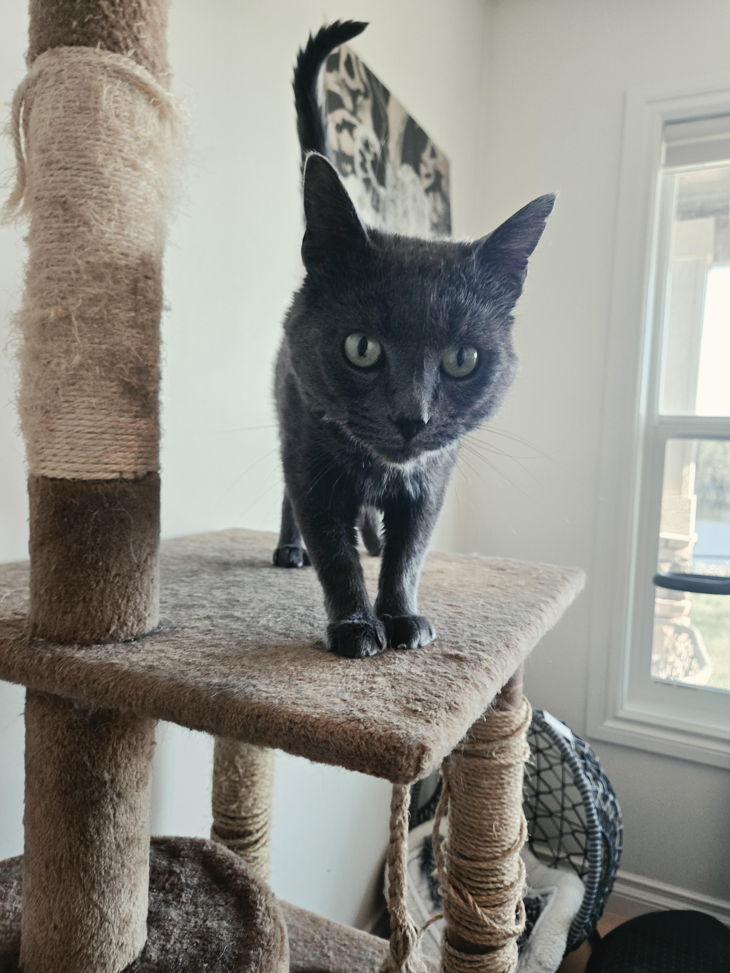Enlarge Bender, a Adopted Domestic Short Hair in Calgary, AB image 3/5