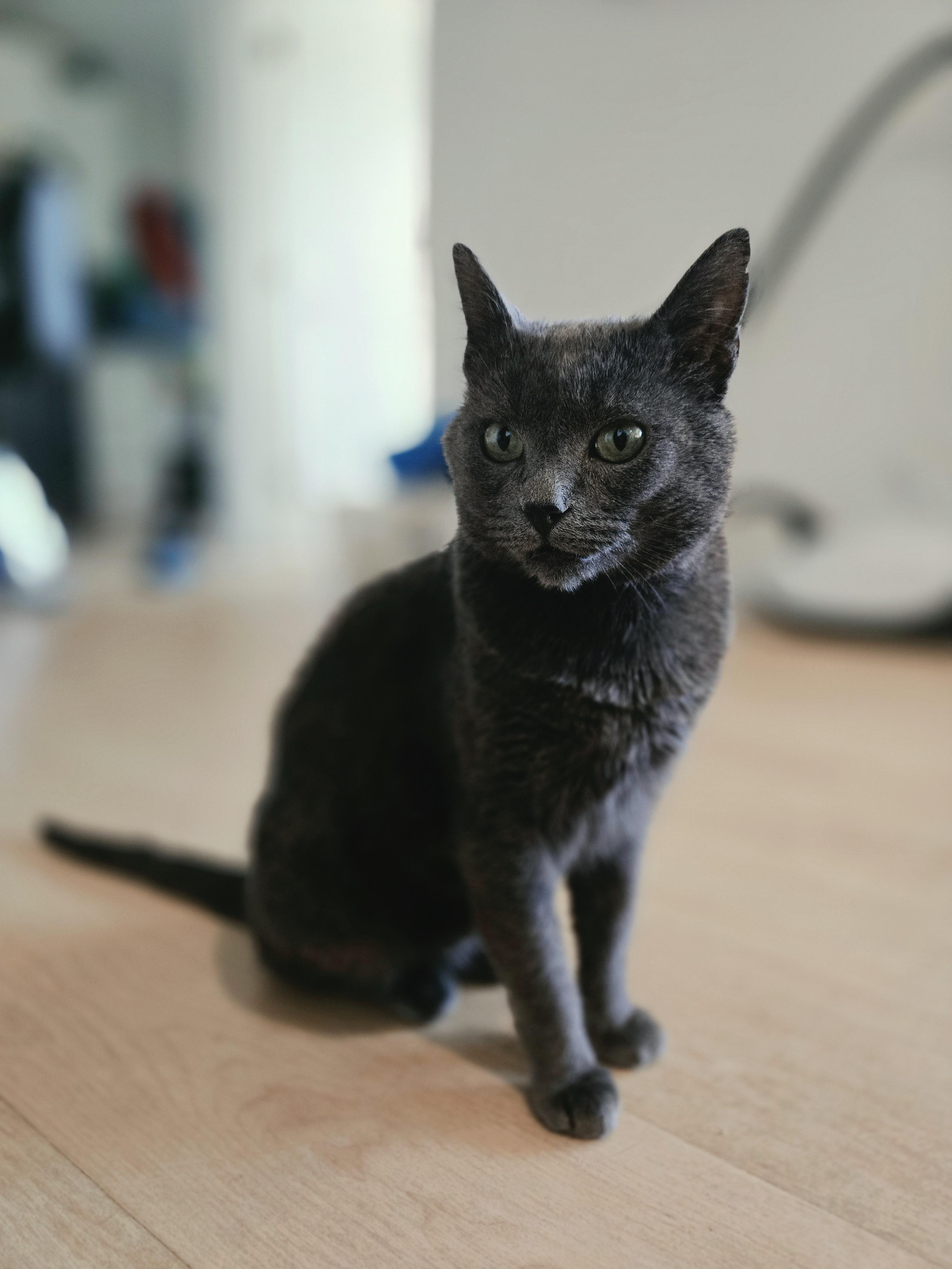 Enlarge Bender, a Adopted Domestic Short Hair in Calgary, AB image 4/5