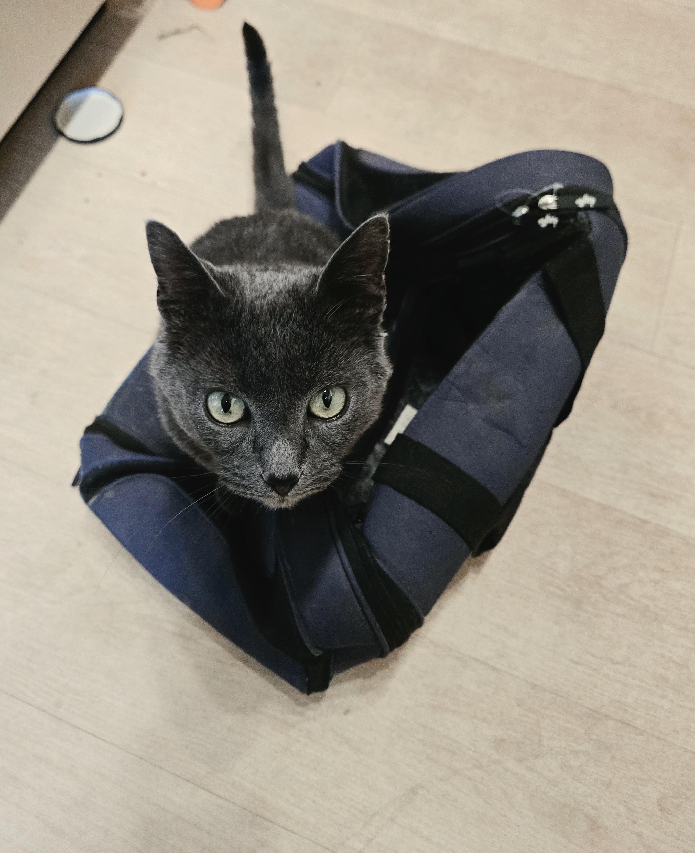Enlarge Bender, a Adopted Domestic Short Hair in Calgary, AB image 2/5