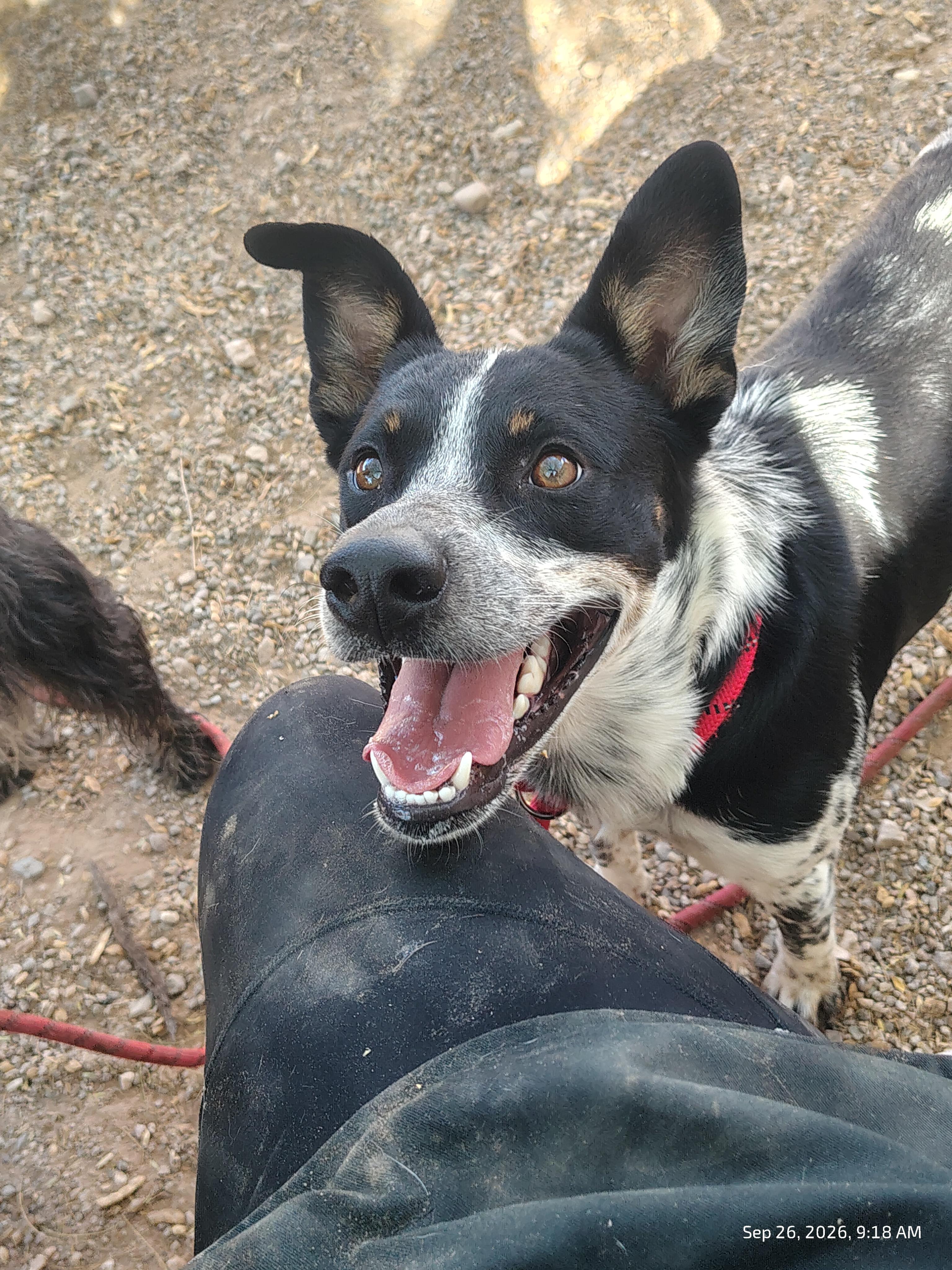 Enlarge Kuma, a Adoptable Australian Cattle Dog / Blue Heeler in Parker, AZ image 2/4