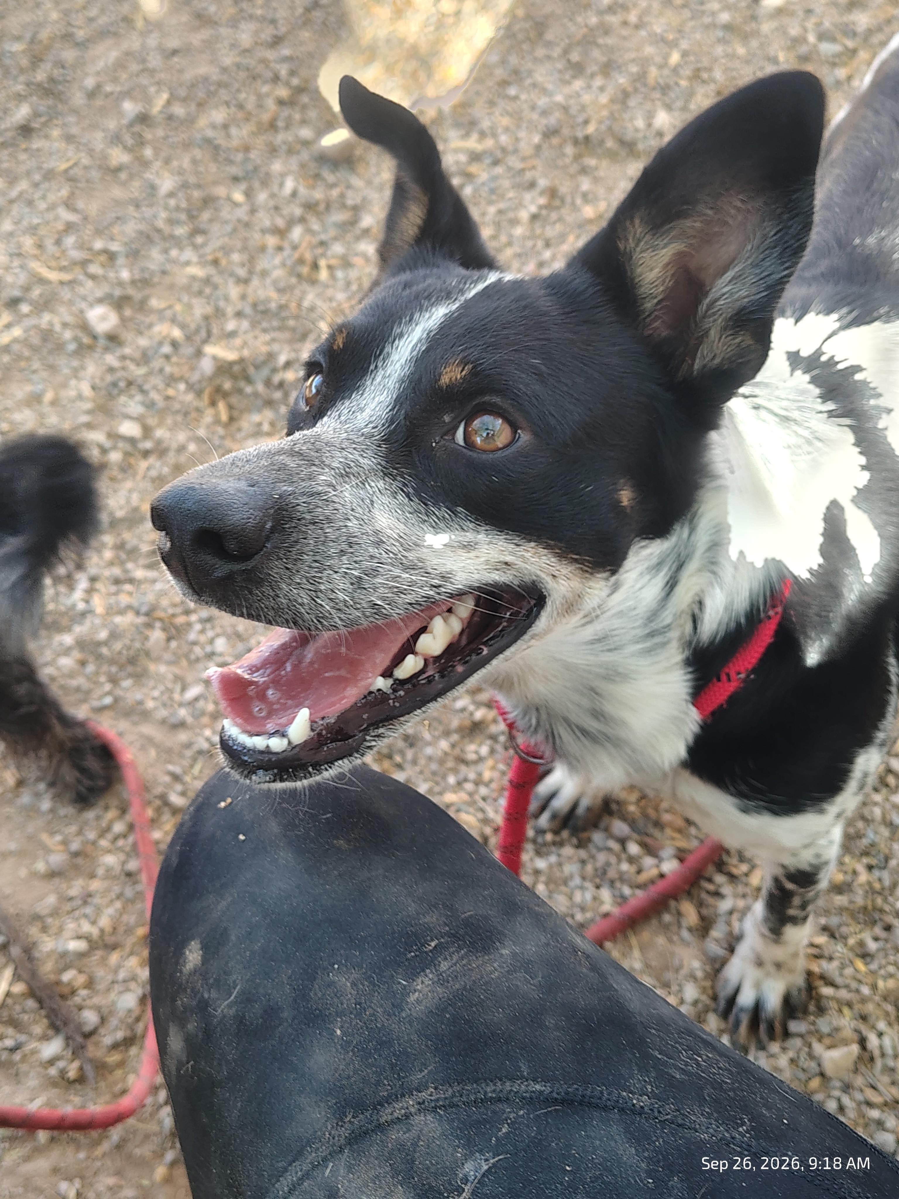Enlarge Kuma, a Adoptable Australian Cattle Dog / Blue Heeler in Parker, AZ image 3/4