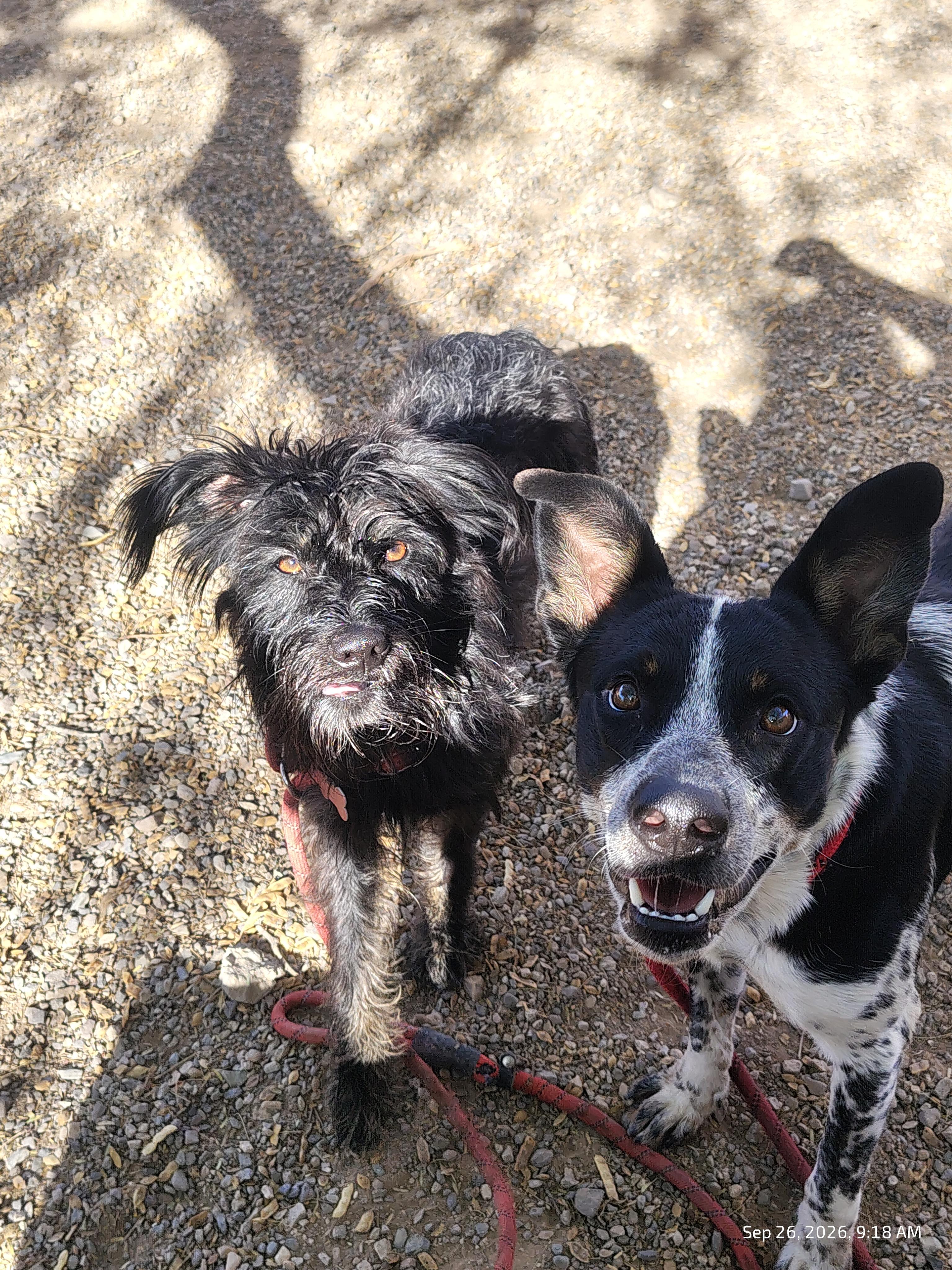 Enlarge Kuma, a Adoptable Australian Cattle Dog / Blue Heeler in Parker, AZ image 4/4