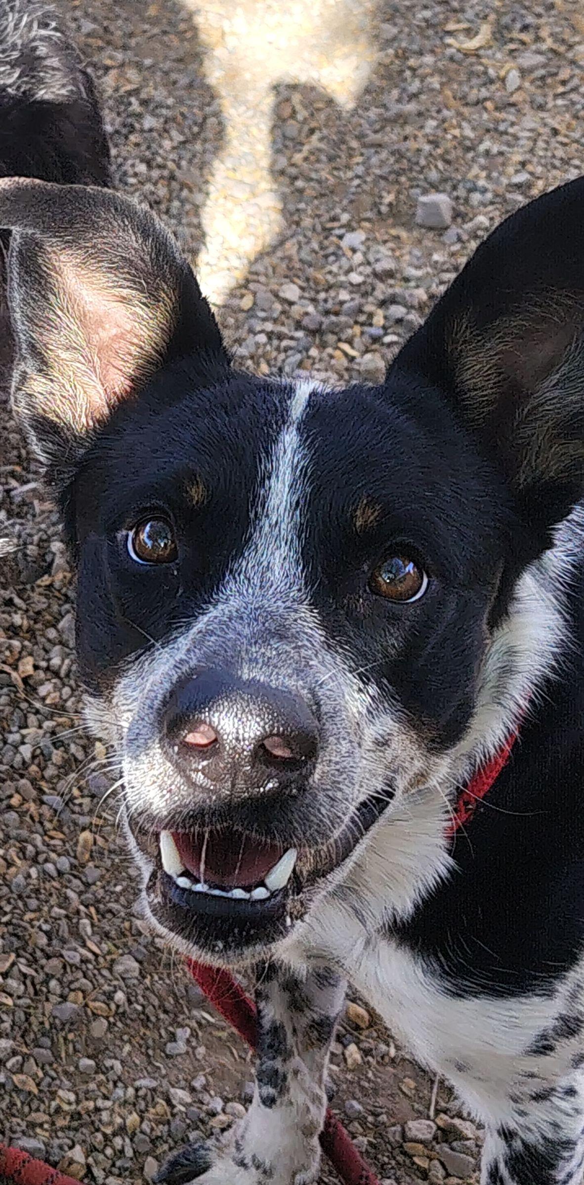 Kuma, Adoptable, Young Male Australian Cattle Dog / Blue Heeler.