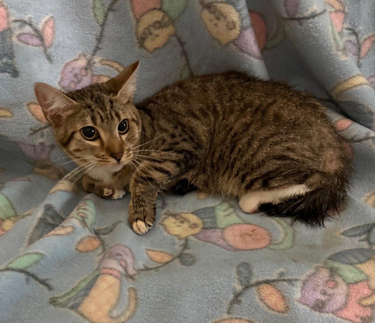 Cressa, Adoptable, Kitten Female Domestic Short Hair.