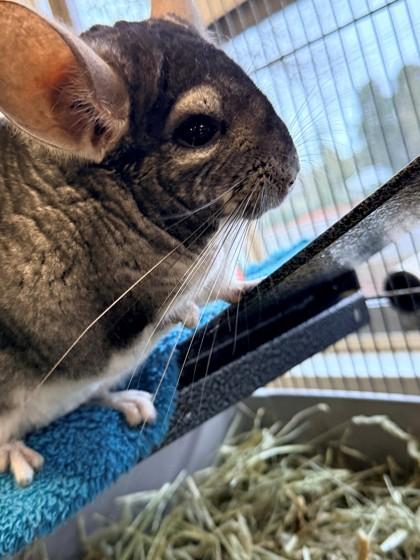 Enlarge Tortillia, a Adoptable Chinchilla in Everett, WA image 1/1