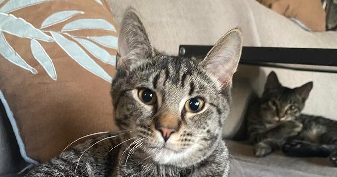 Enlarge Java, a Adoptable Domestic Short Hair in Greene, NY image 1/2