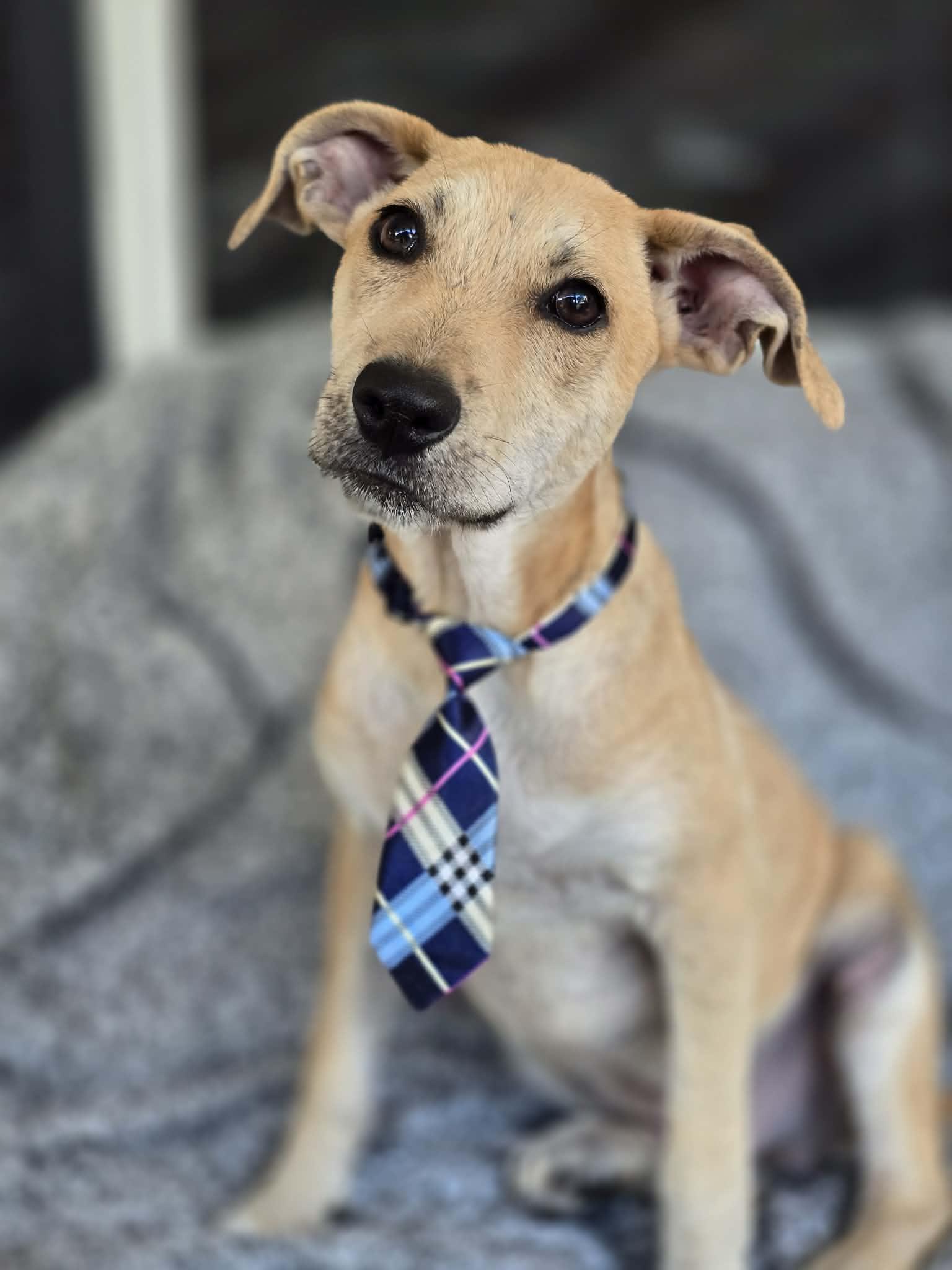 Enlarge Elfie, a ADOPTABLE mixed breed in Milton, FL image 2/3