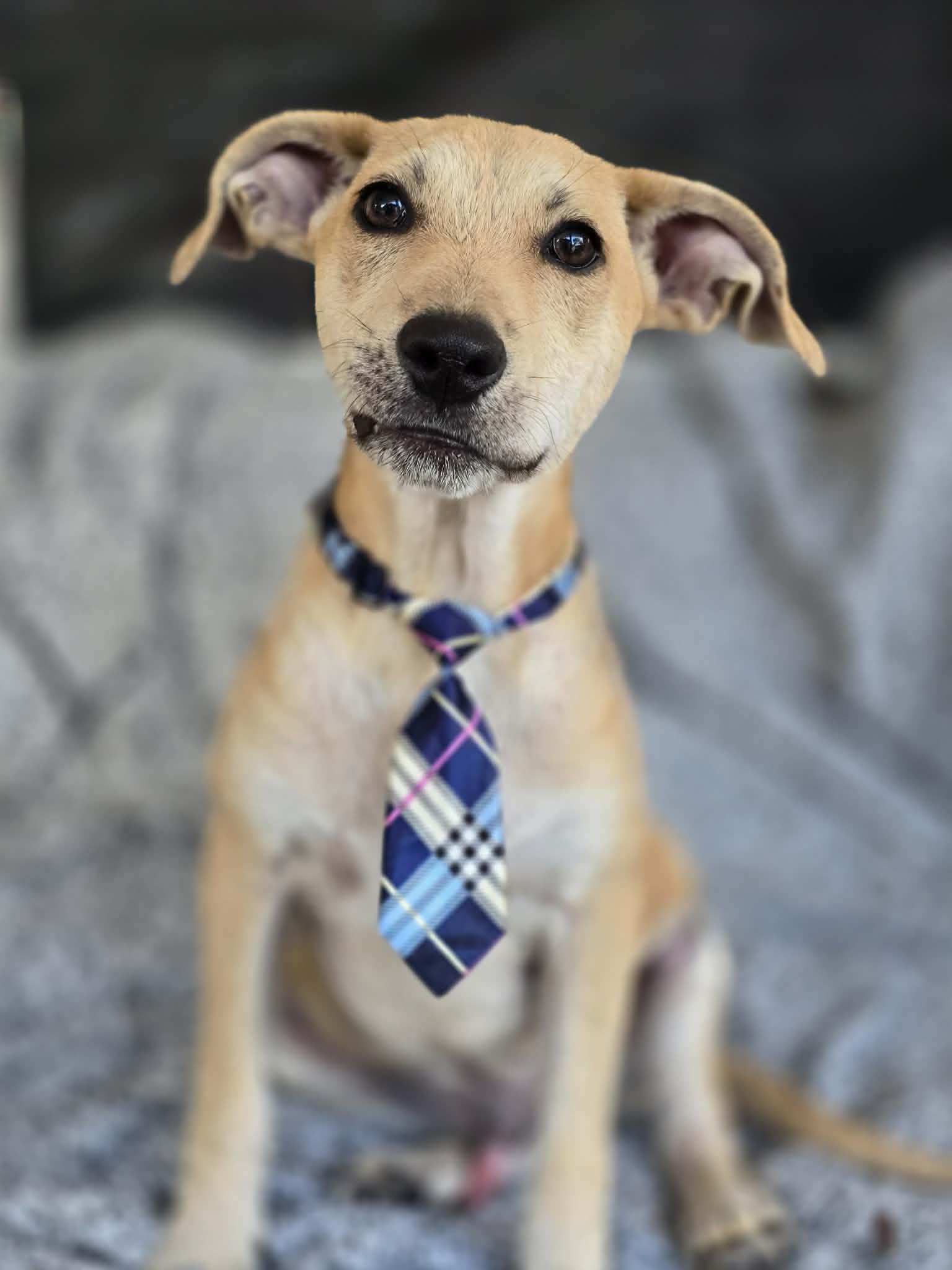 Enlarge Elfie, a ADOPTABLE mixed breed in Milton, FL image 1/3