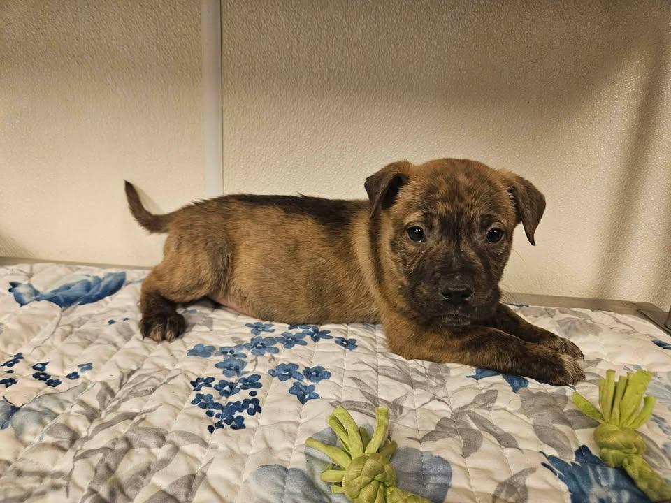 Saxen Incredible — thumbnail 4