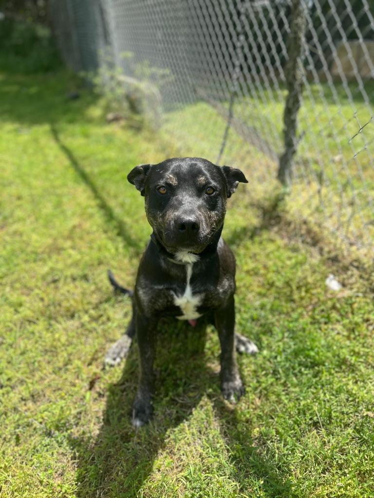Piglet 2, Adoptable, Young Male Pit Bull Terrier.