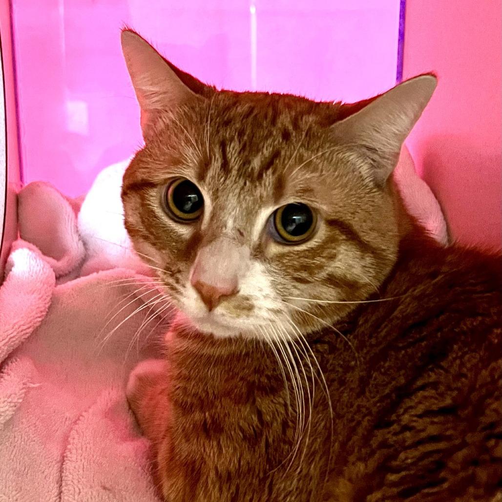 Jim Halpert, Adoptable, Adult Male Domestic Short Hair.