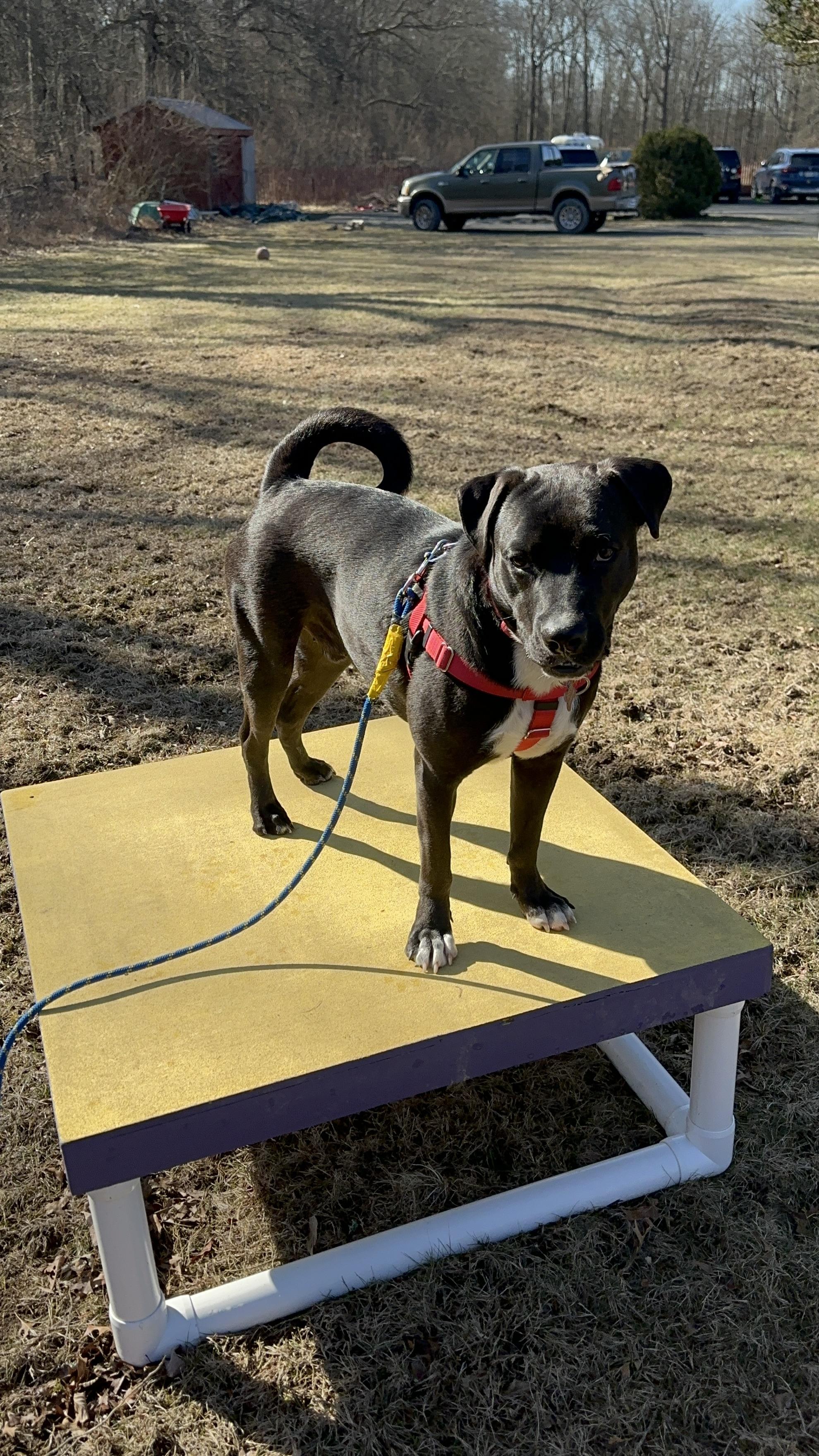 Enlarge SOX, a Adopted mixed breed in New Paltz, NY image 1/5