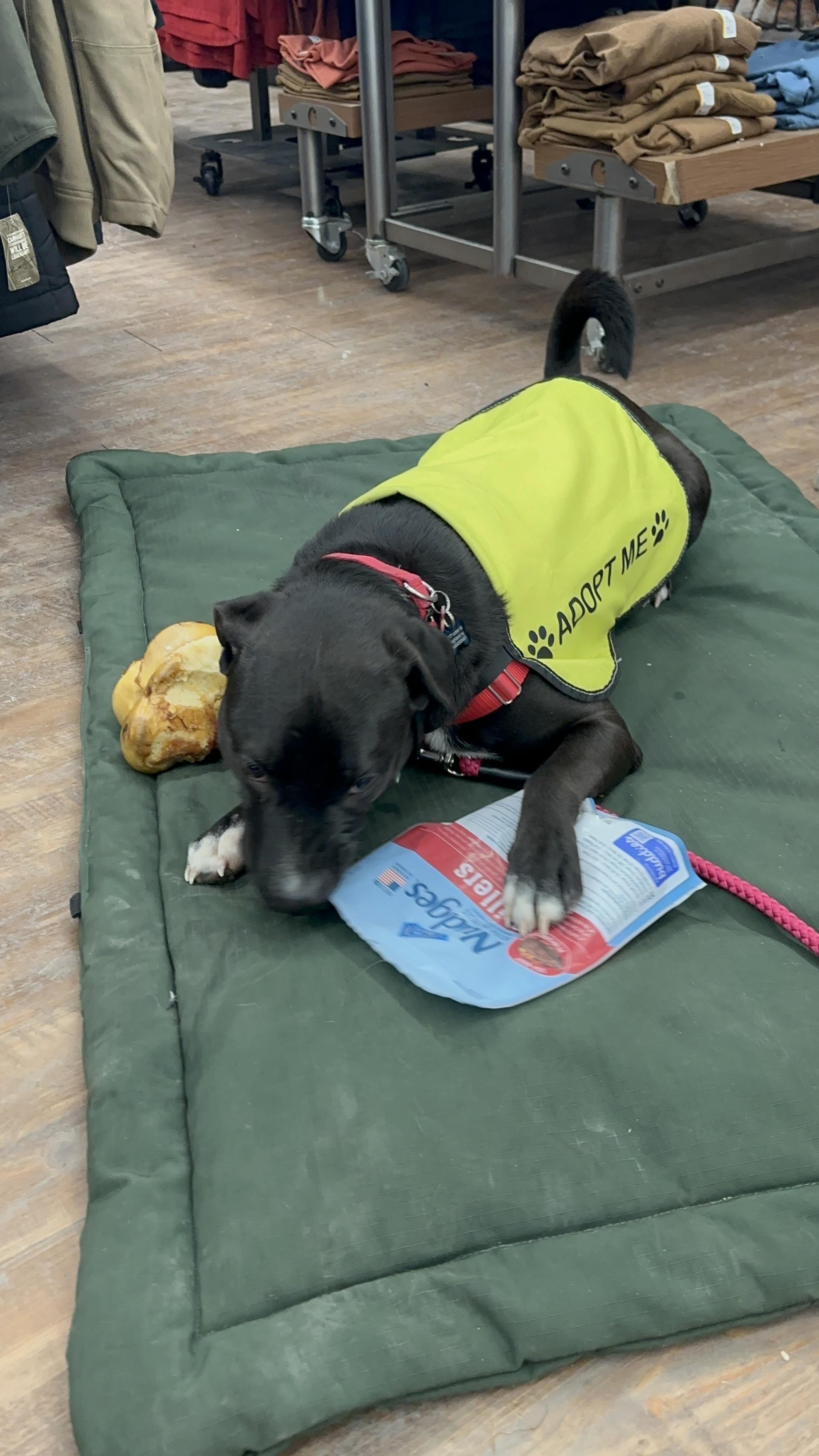 Enlarge SOX, a Adopted mixed breed in New Paltz, NY image 2/5