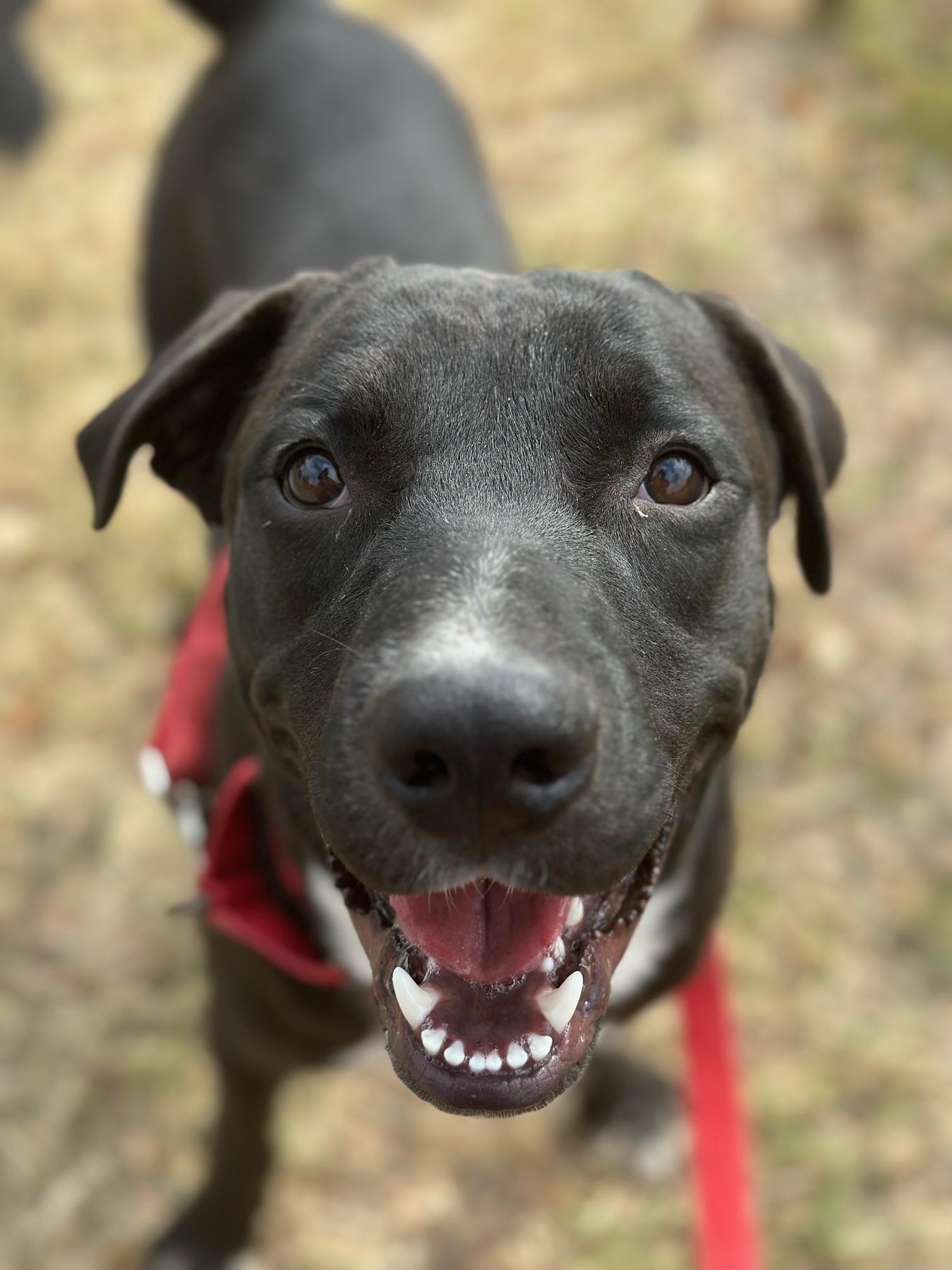 Enlarge SOX, a Adopted mixed breed in New Paltz, NY image 3/5