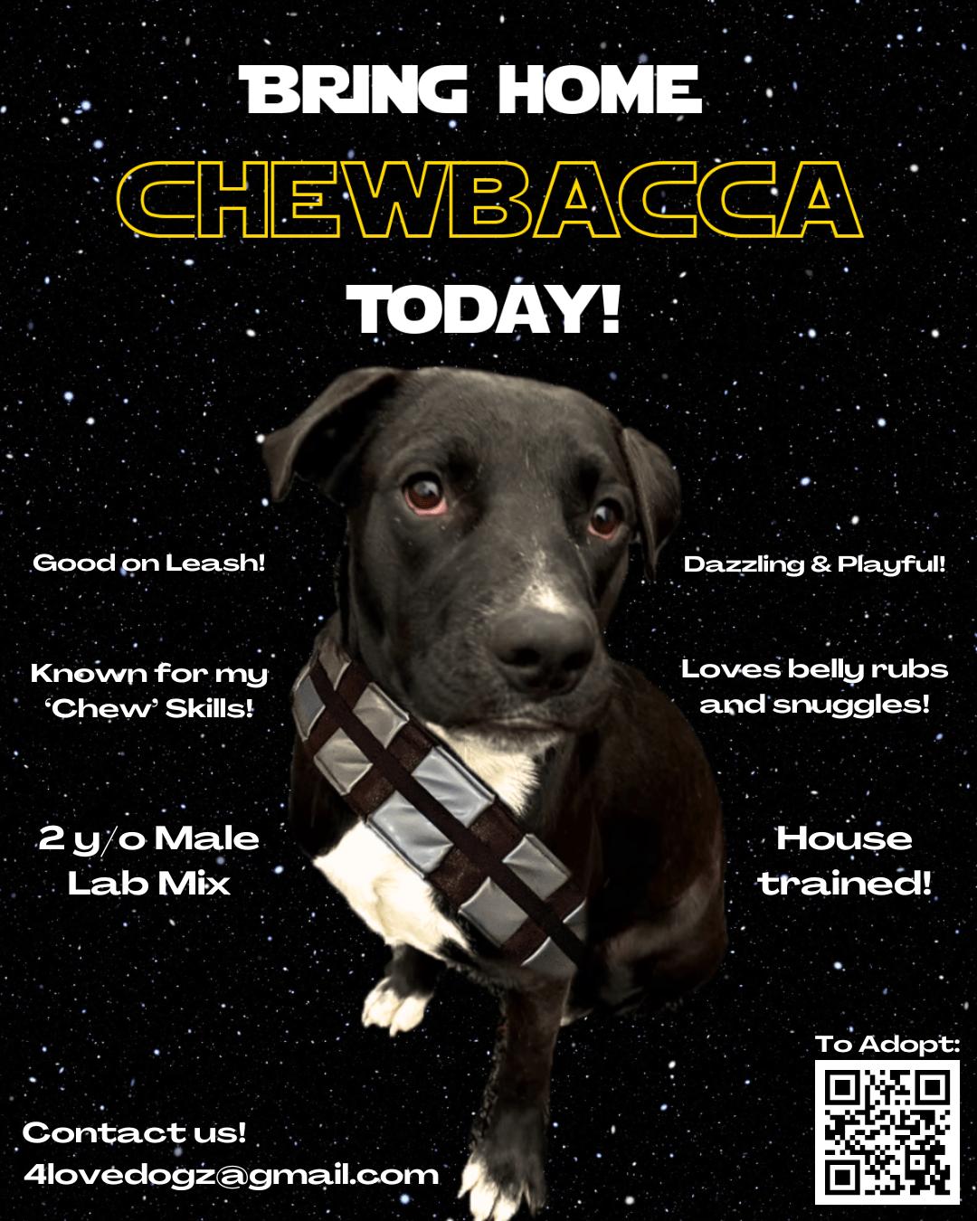 Enlarge SOX, a Adopted mixed breed in New Paltz, NY image 4/5