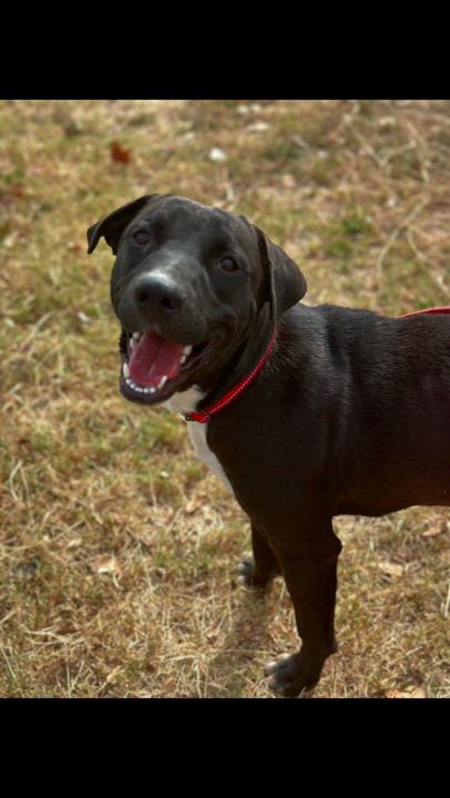 Enlarge SOX, a Adopted mixed breed in New Paltz, NY video 5/5