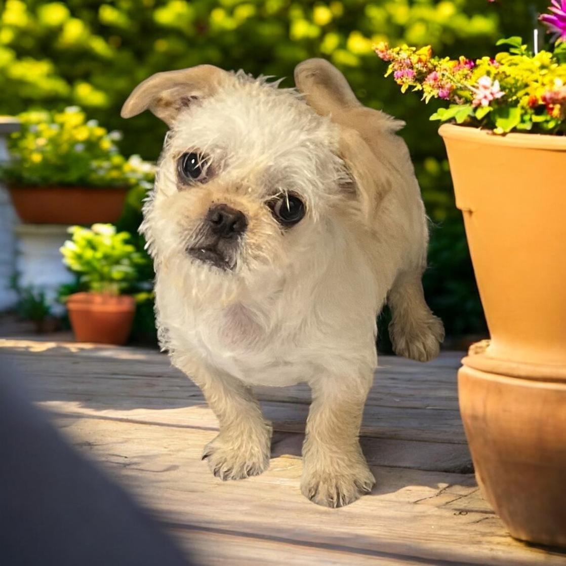 Casper, ADOPTABLE, Puppy Male Pug & Terrier.