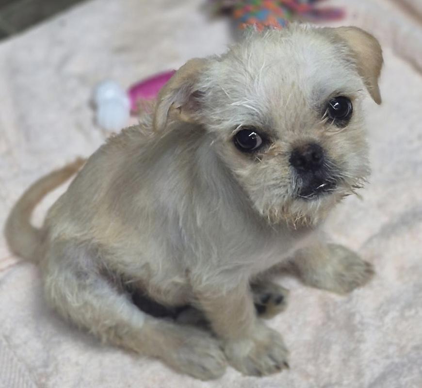 Casper, a ADOPTABLE mixed breed in Los Angeles, CA image 2/3
