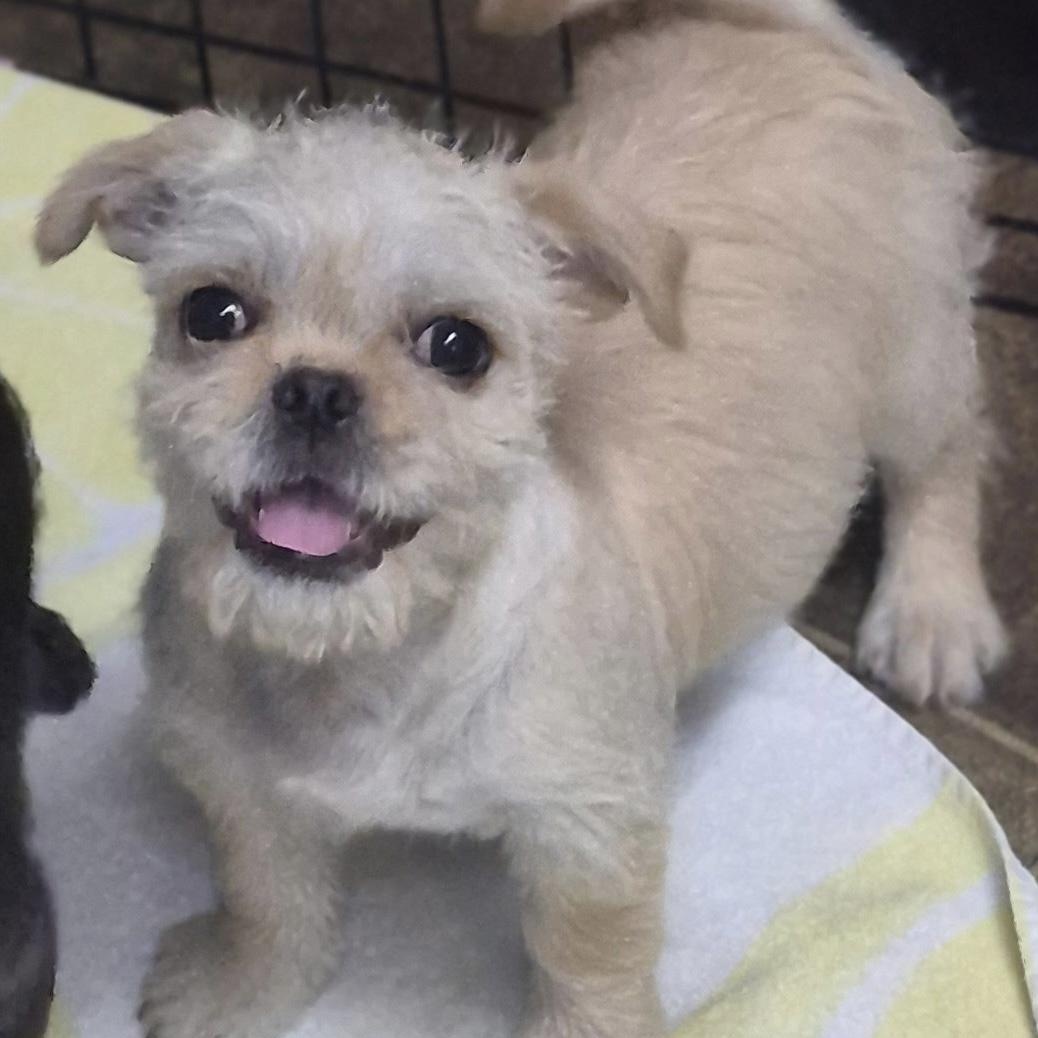 Casper, a ADOPTABLE mixed breed in Los Angeles, CA image 3/3