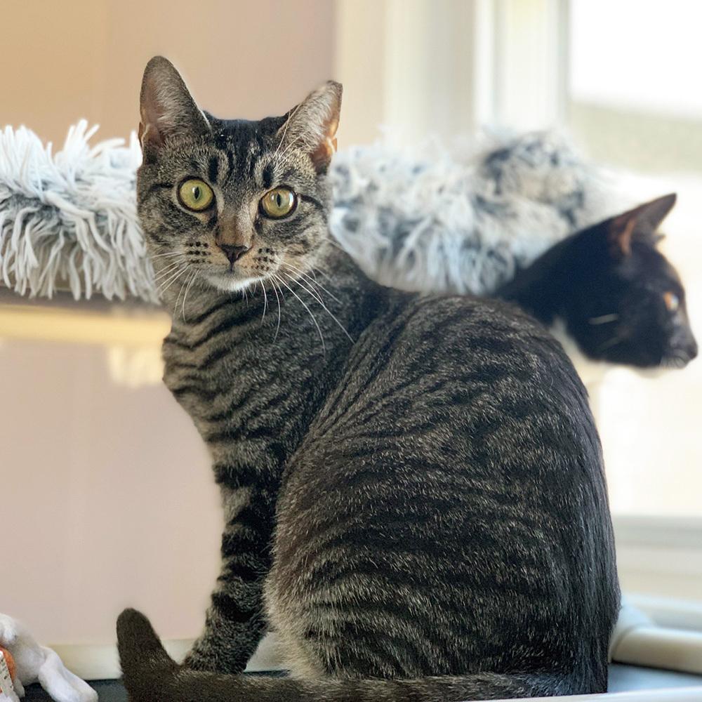 Ellie, a Adoptable Domestic Short Hair in Port Washington, NY image 1/3