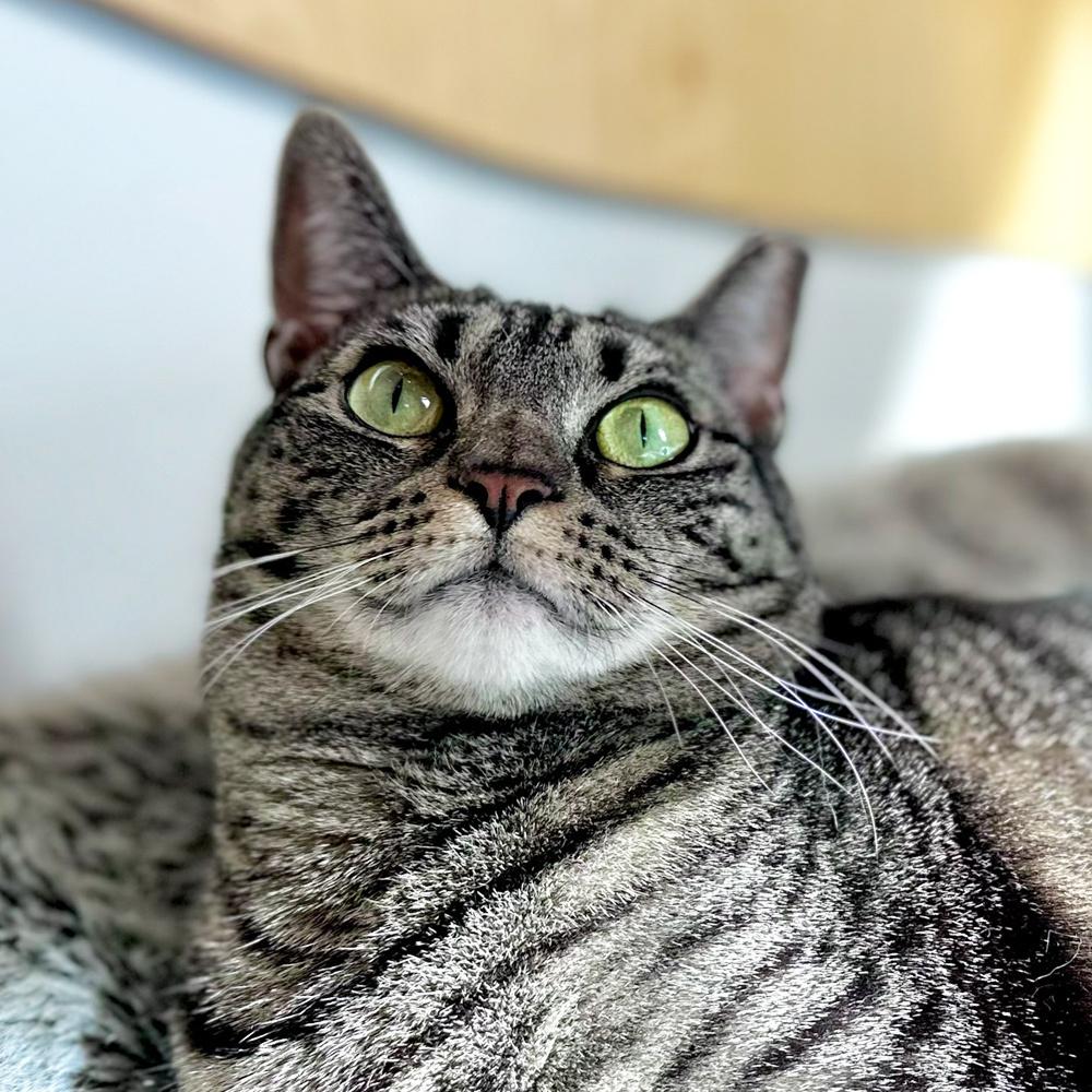 Ellie, a Adoptable Domestic Short Hair in Port Washington, NY image 2/3