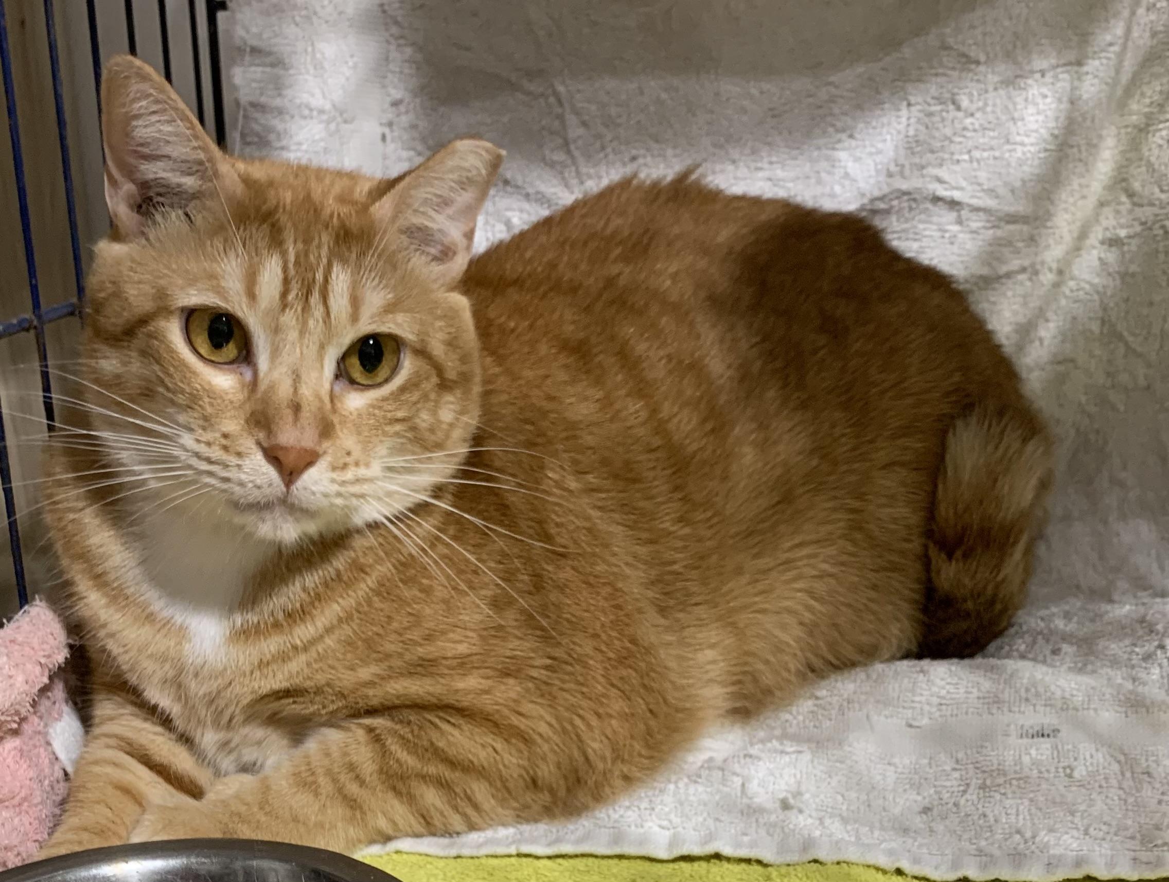 Sweet Ricky, a Adoptable Tabby in Parkland, FL image 1/3