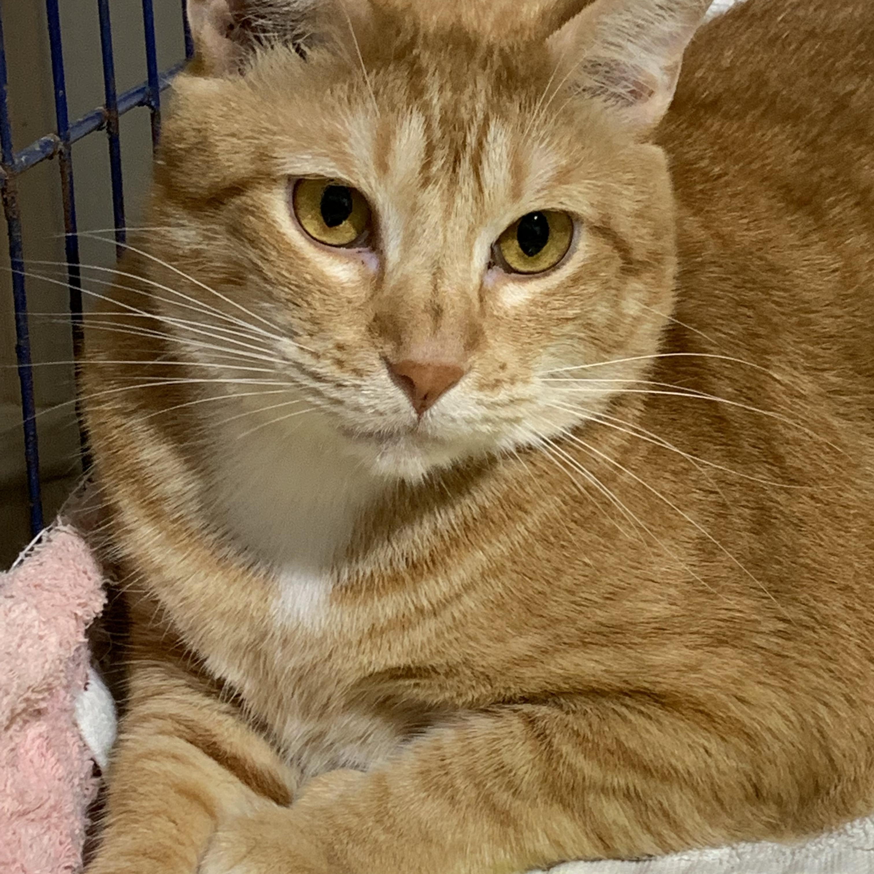 Sweet Ricky, a Adoptable Tabby in Parkland, FL image 2/3