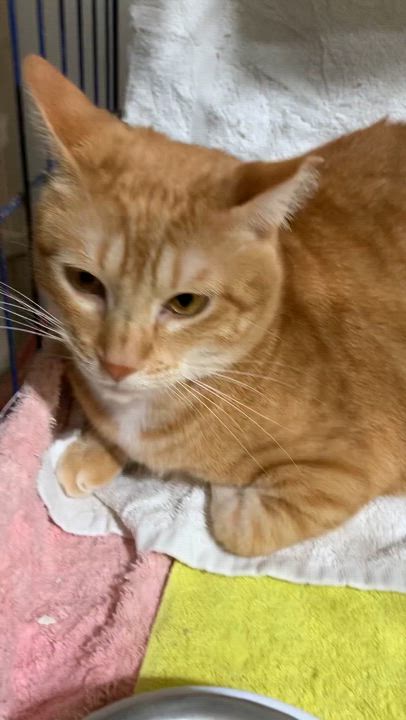 Enlarge Sweet Ricky, a Adoptable Tabby in Parkland, FL video 3/3