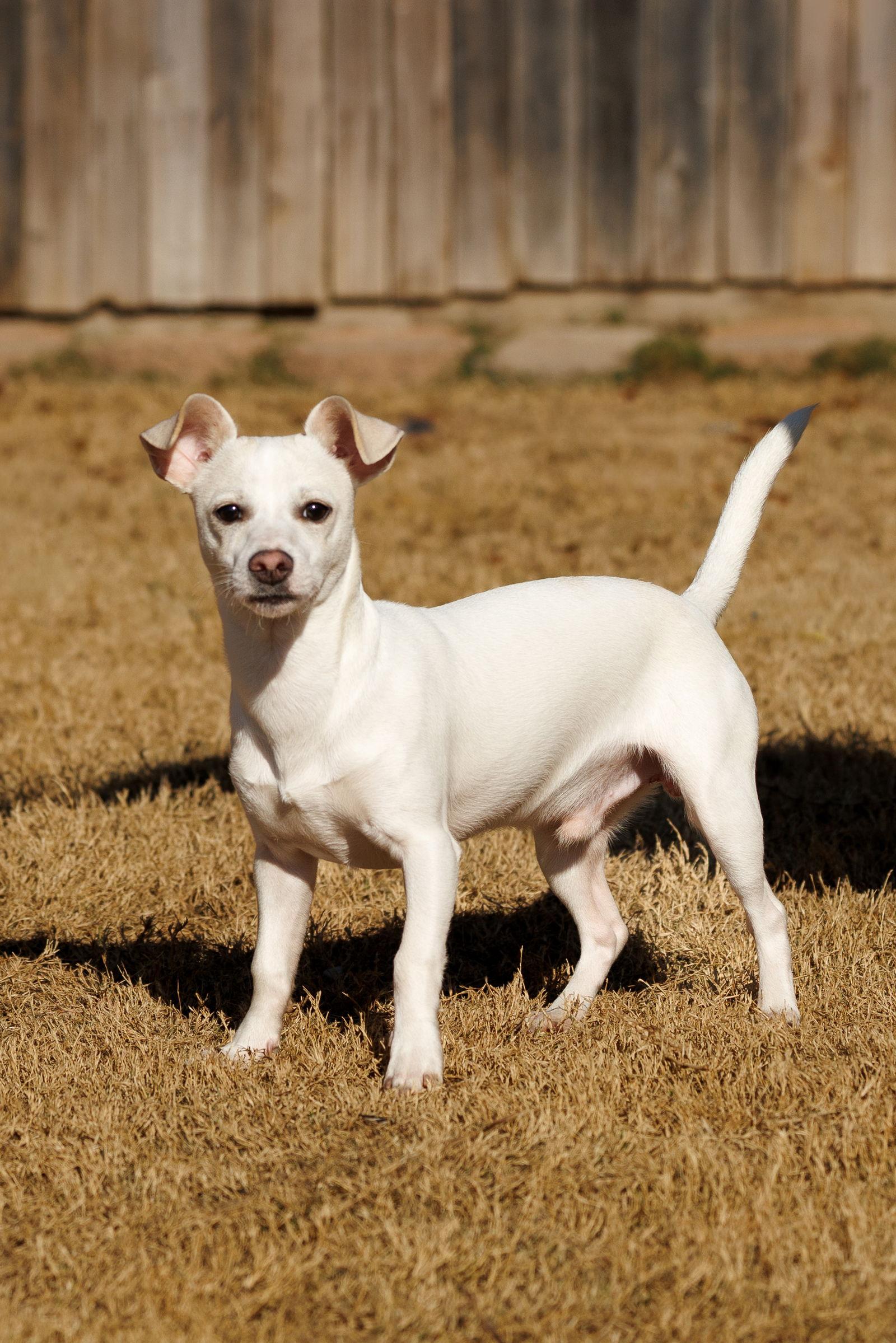 Manny, Adoptable, Adult Male Chihuahua.