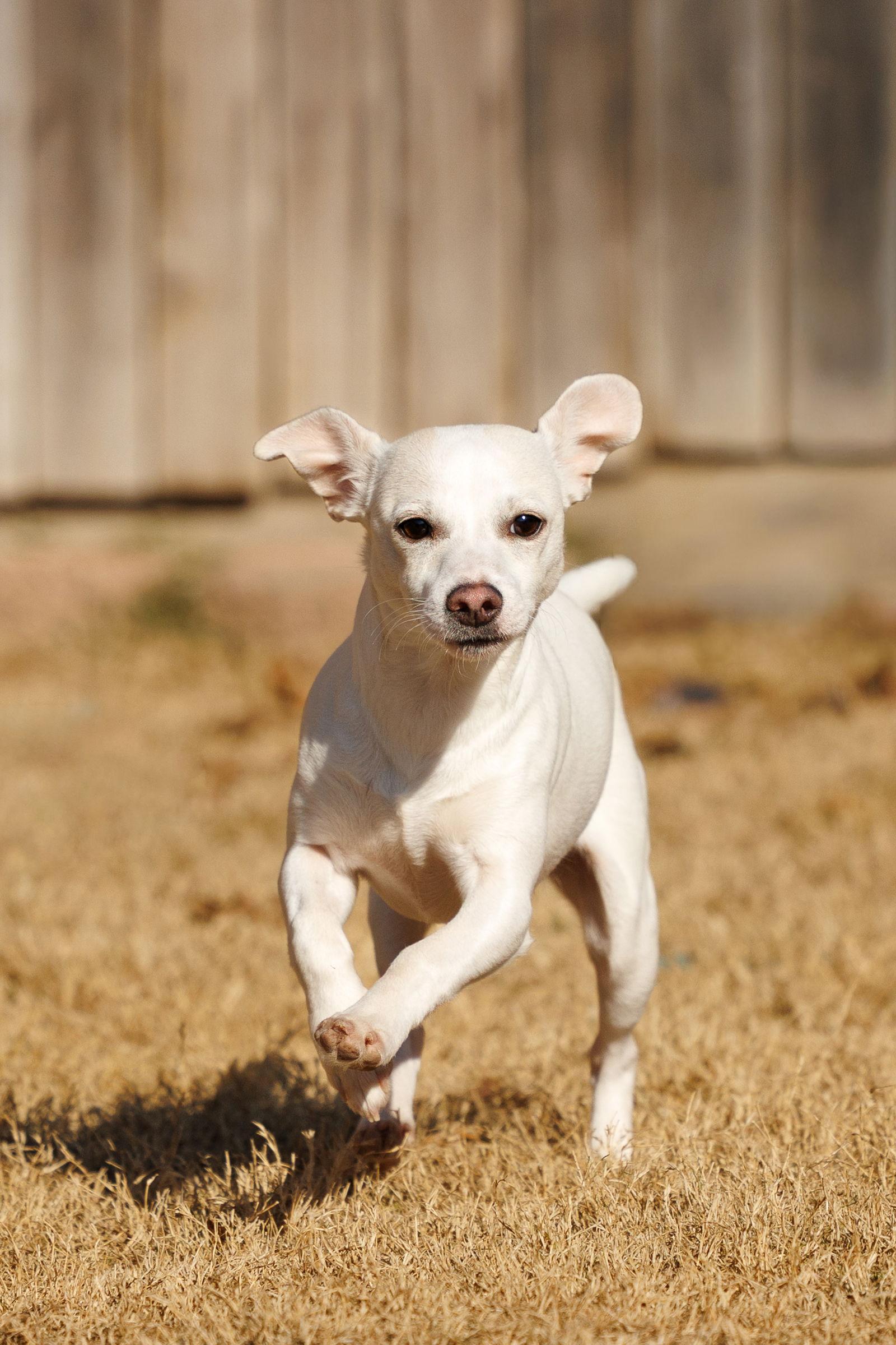 Enlarge Manny, a Adoptable Chihuahua in McKinney, TX image 2/3