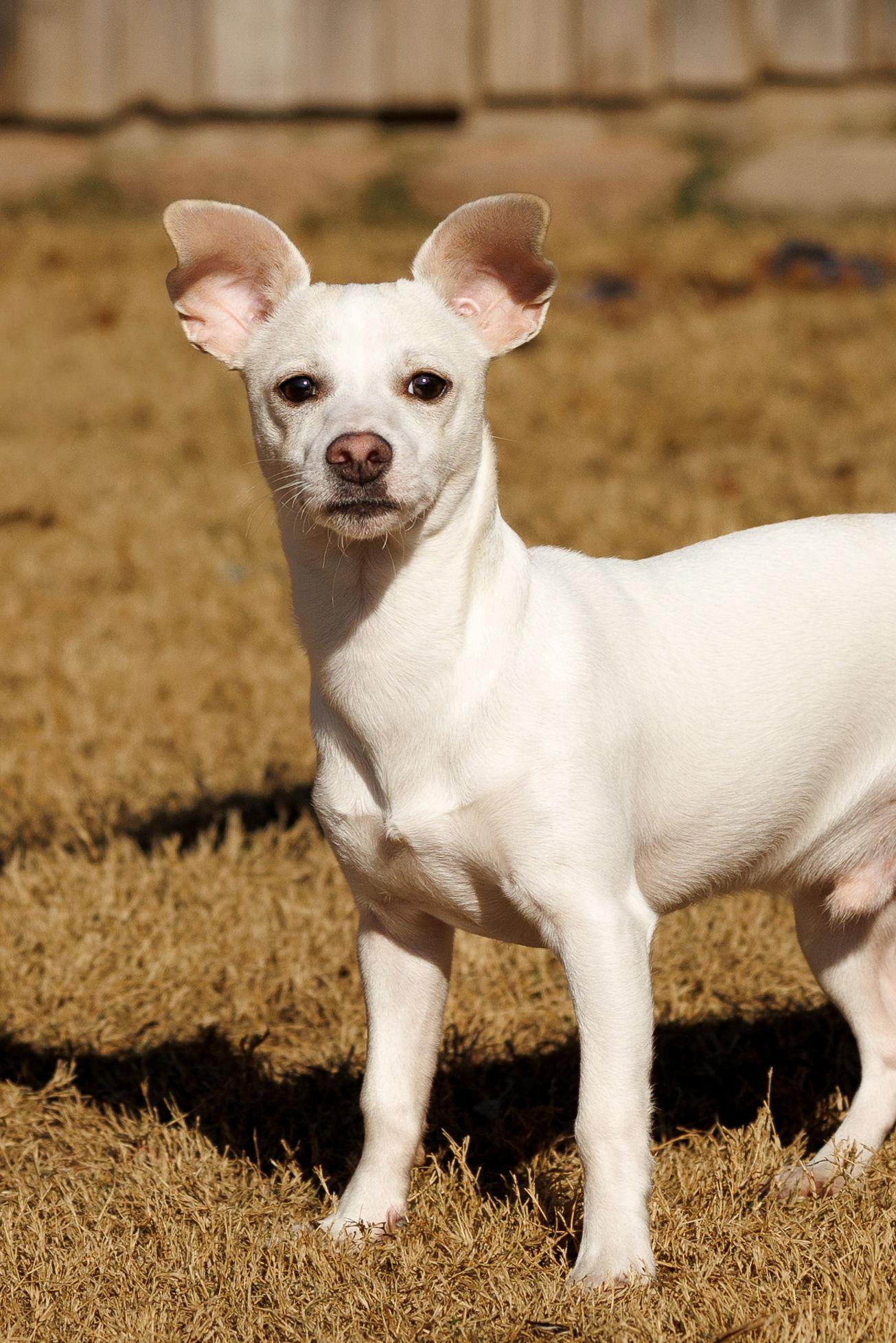 Enlarge Manny, a Adoptable Chihuahua in McKinney, TX image 3/3