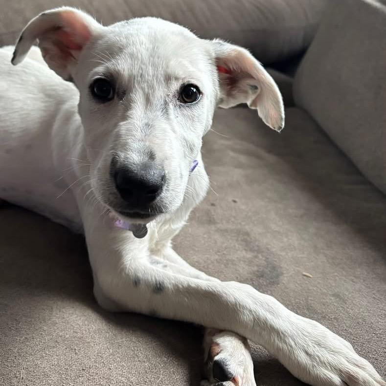 Sapphire, Adoptable, Puppy Female Mixed Breed.