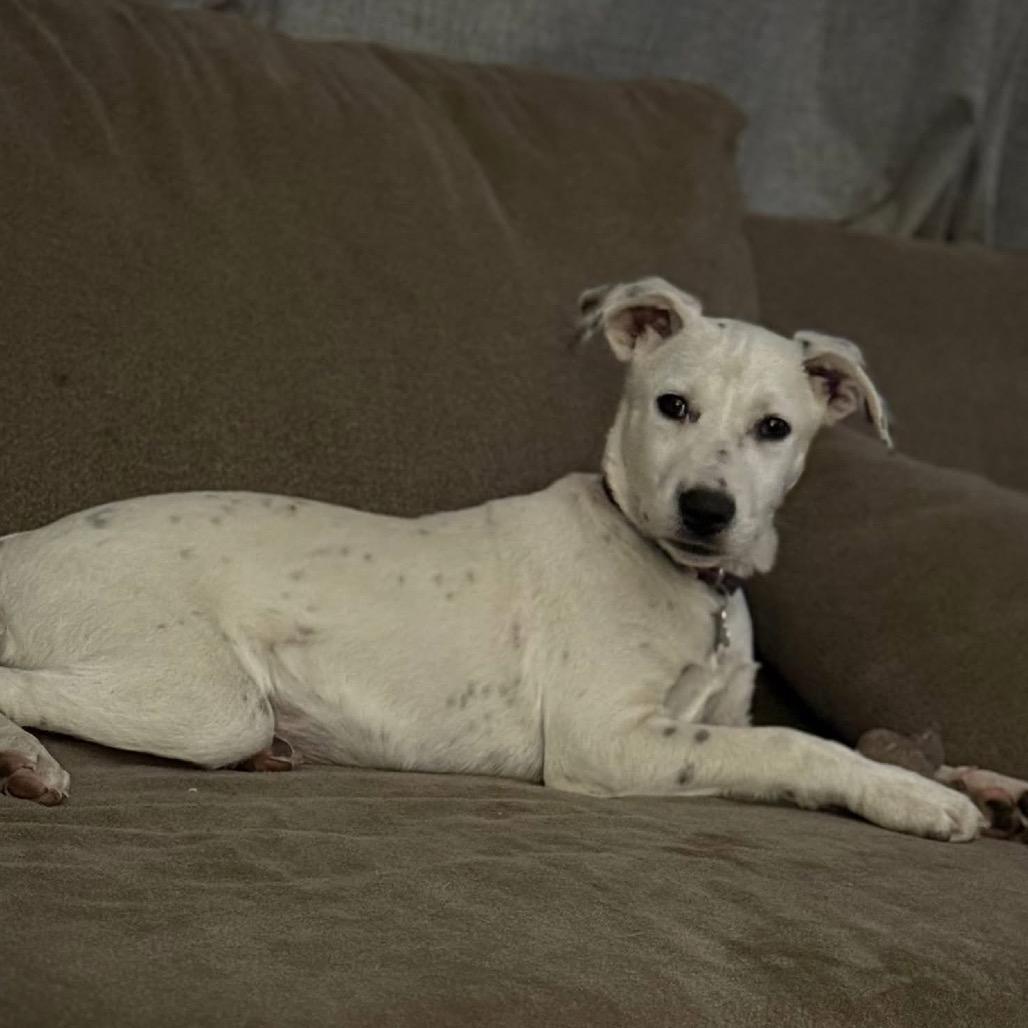 Sapphire, a Adoptable Mixed Breed in Tomah, WI image 2/3