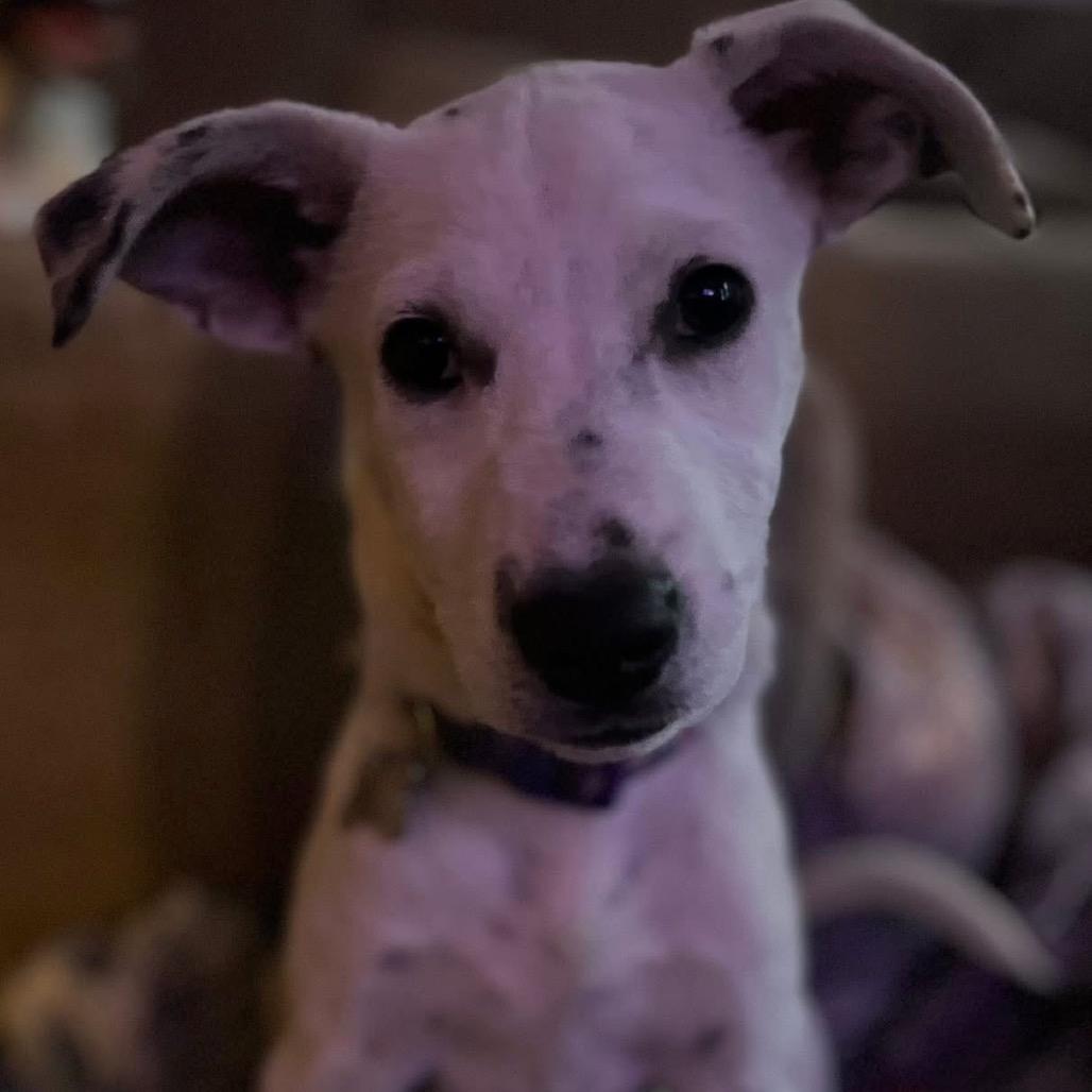 Sapphire, a Adoptable Mixed Breed in Tomah, WI image 3/3