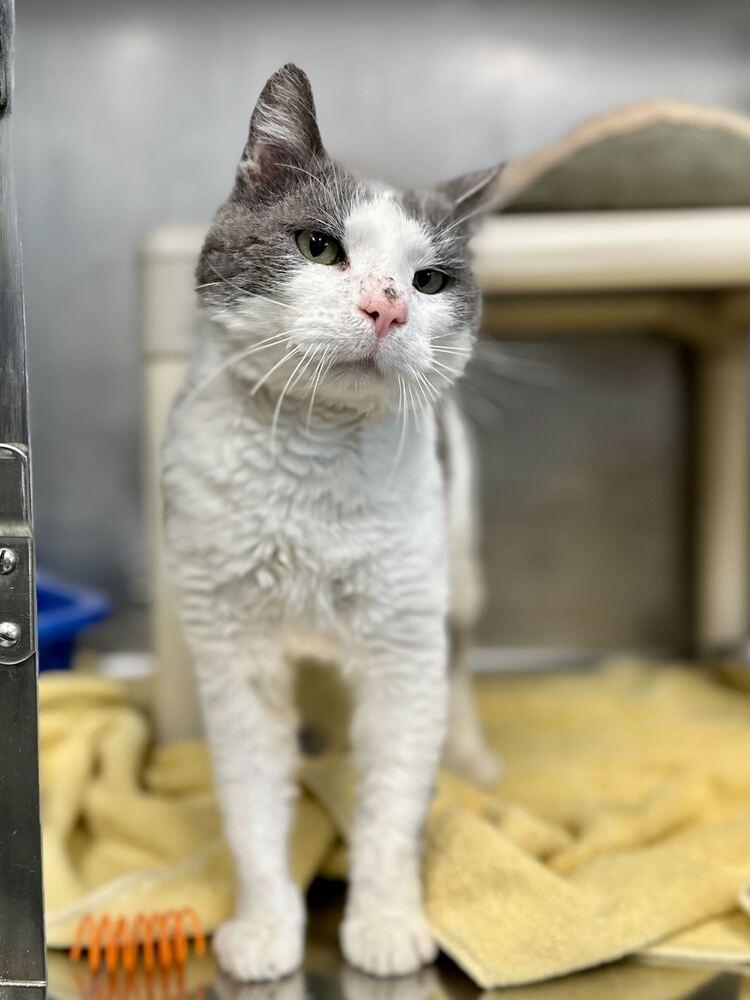 Sharpie, Adoptable, Adult Male Domestic Short Hair.