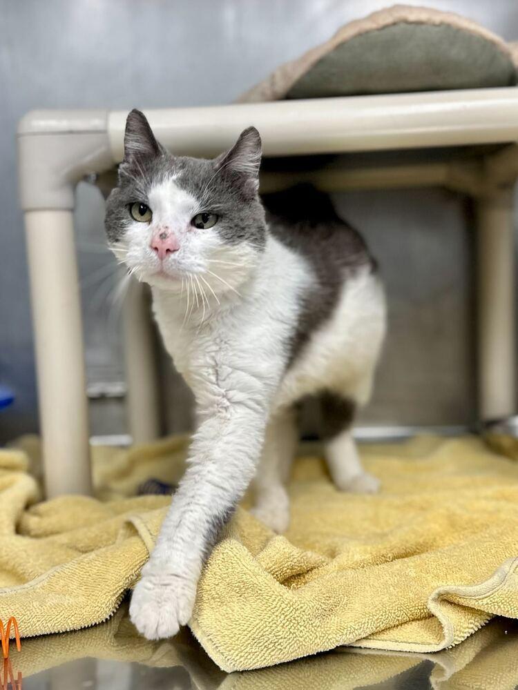 Sharpie, a Adoptable mixed breed in Bowling Green, OH image 2/3