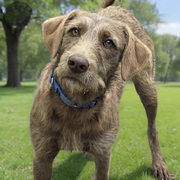 Phoebe Buffay, Adoptable, Young Female Wirehaired Terrier.