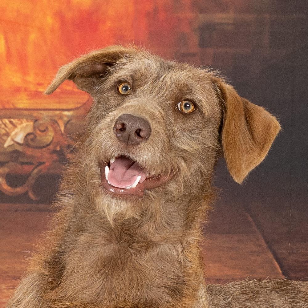 Phoebe Buffay, Adoptable, Young Female Wirehaired Terrier.