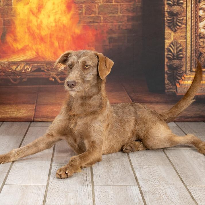 Phoebe Buffay, a Adoptable Wirehaired Terrier in Newport, TN image 1/4