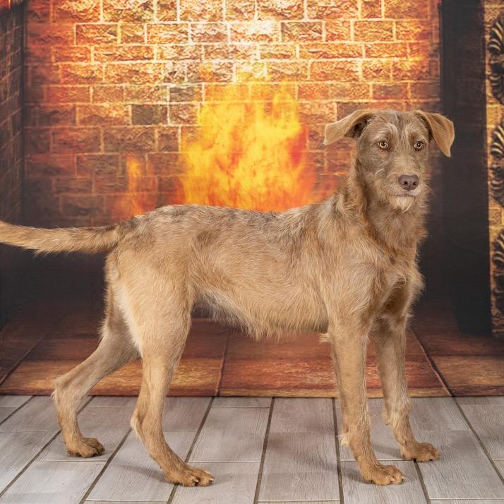 Phoebe Buffay, a Adoptable Wirehaired Terrier in Newport, TN image 3/4