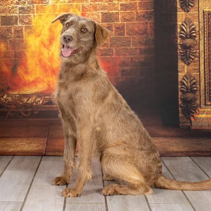 Phoebe Buffay, a Adoptable Wirehaired Terrier in Newport, TN image 4/4