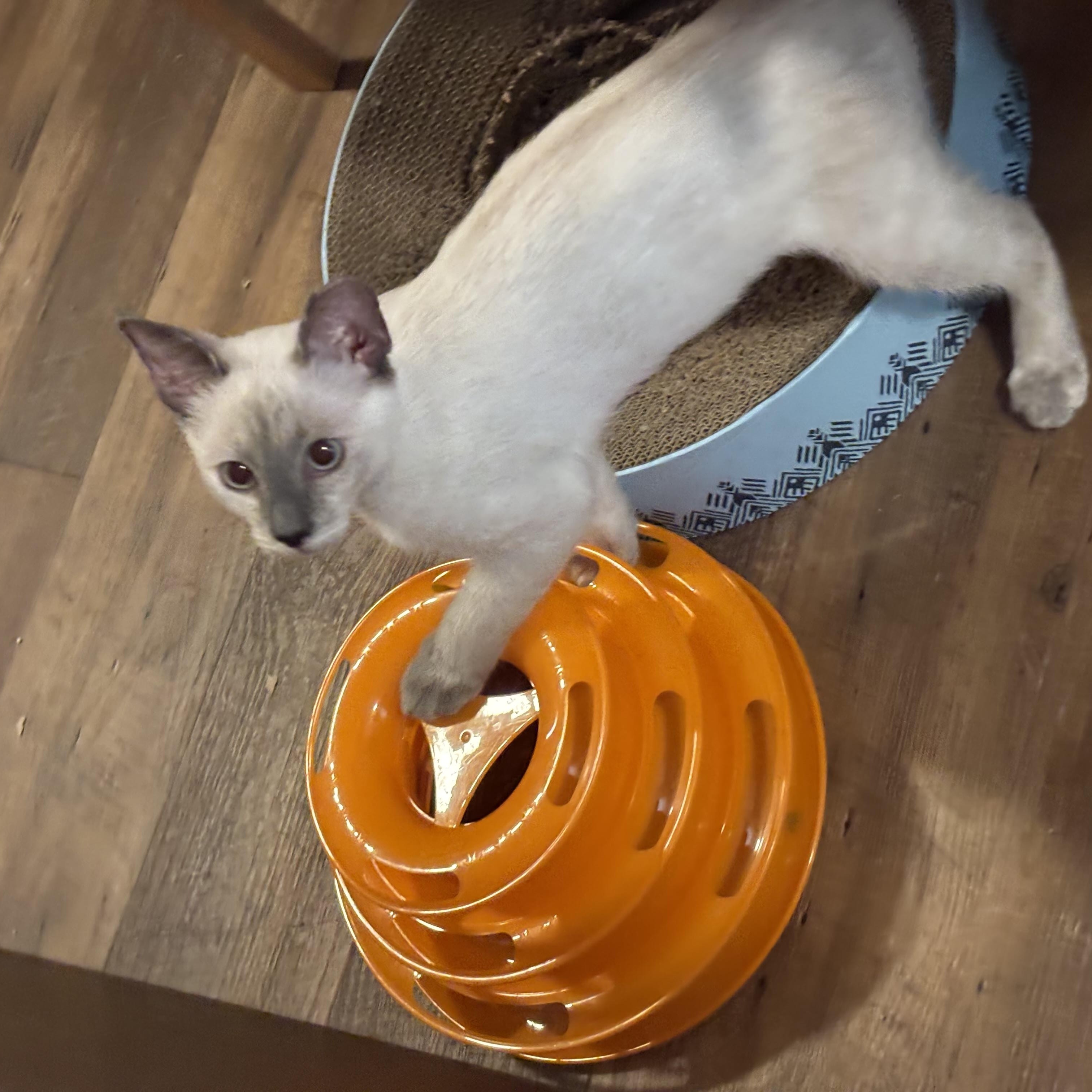 Pippins (female), ADOPTABLE, Kitten Female Domestic Short Hair.