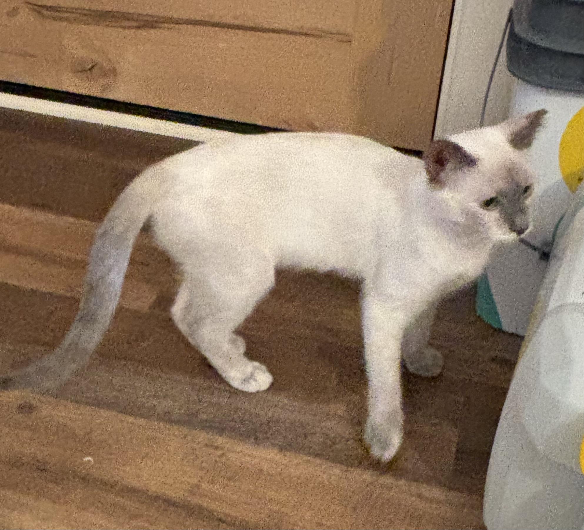Enlarge Pippins (female), a ADOPTABLE Domestic Short Hair in Sierra Vista, AZ image 2/2